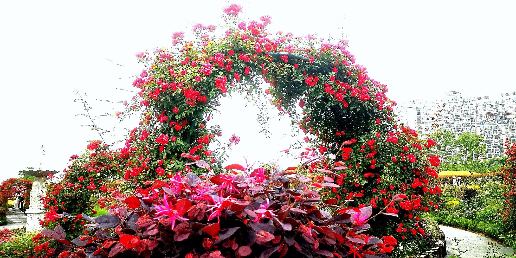 金银湖月季花园旅行图片 3