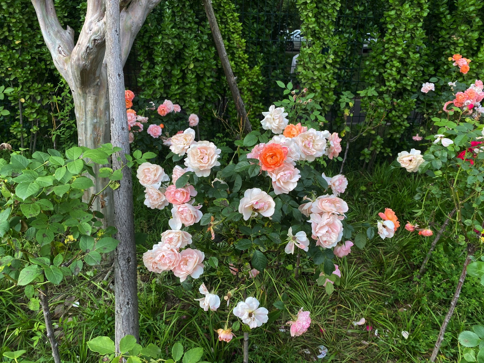 金银湖月季花园旅行图片 1