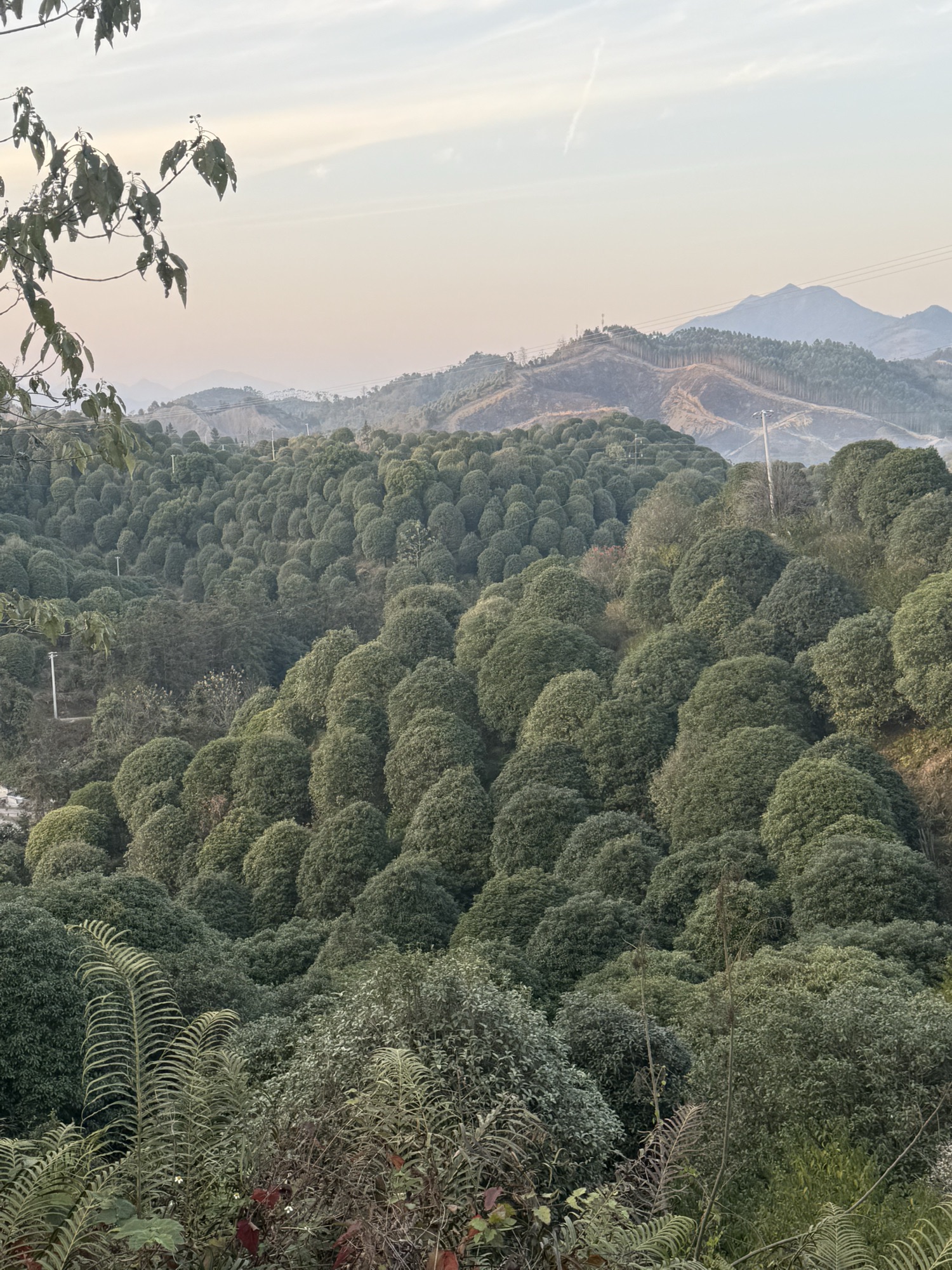 桂林之花观景台旅行图片 1