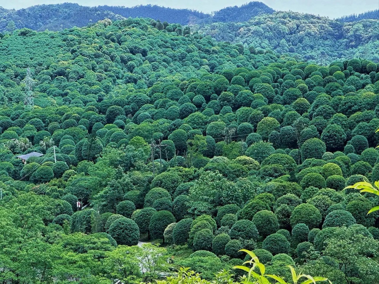 桂林之花观景台旅行图片 1