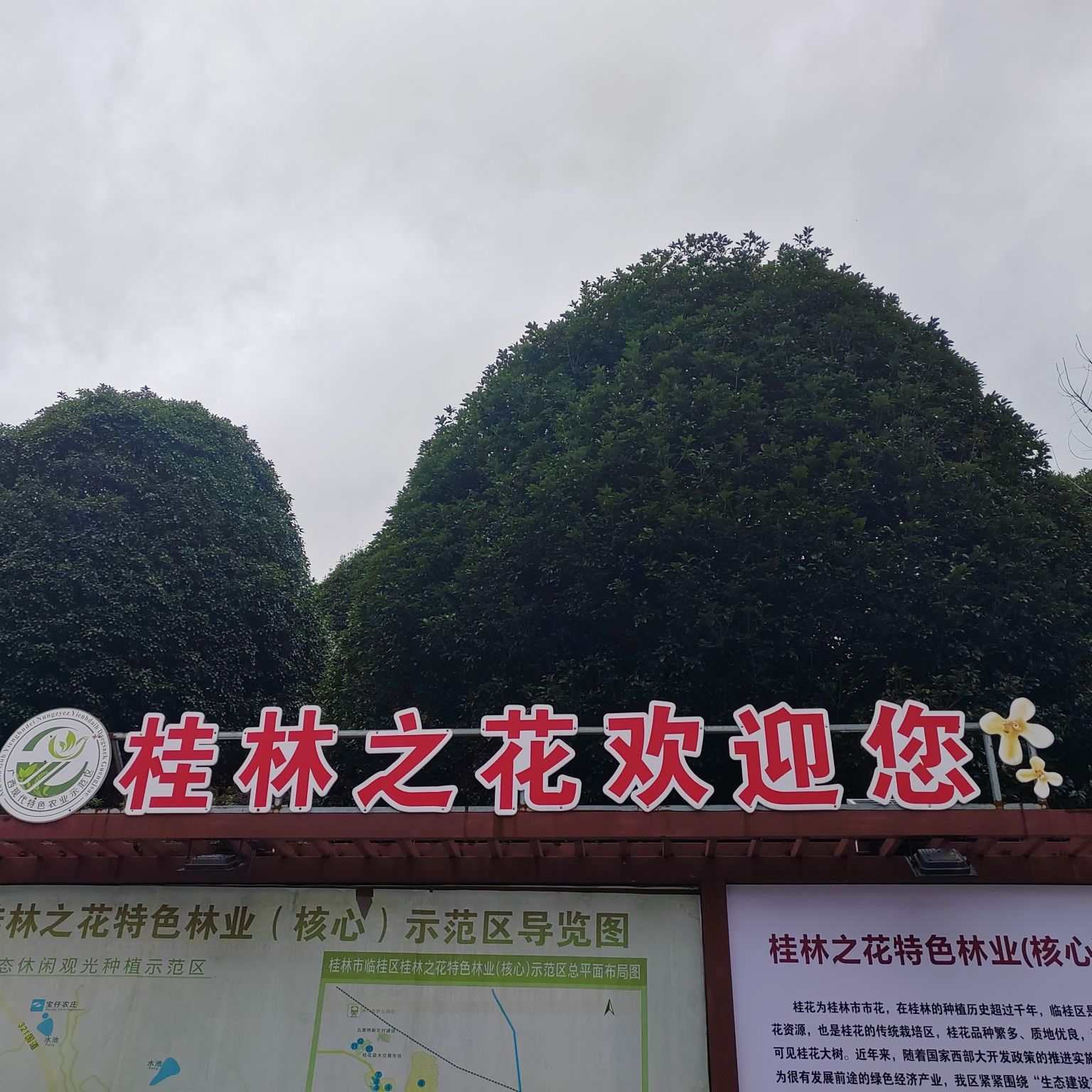 桂林之花观景台旅行图片 1