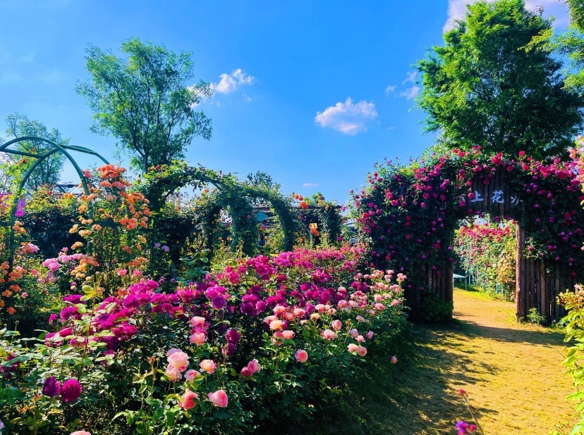 奥斯汀玫瑰园旅行图片 2