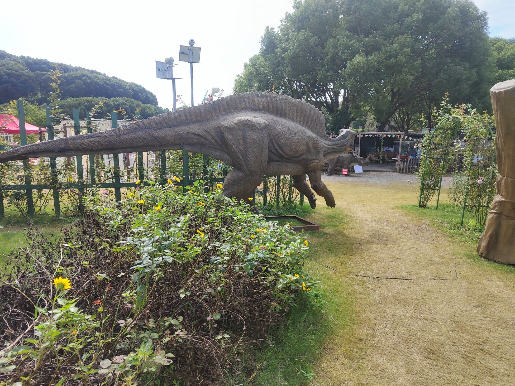 奥斯汀玫瑰园旅行图片 2