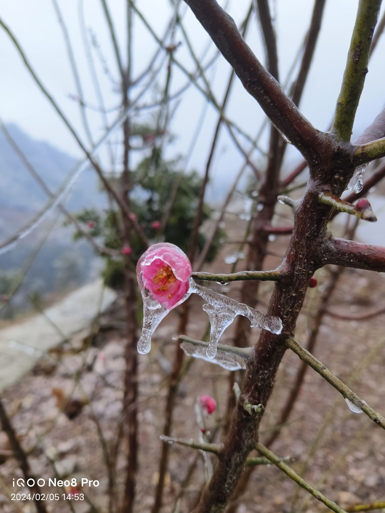 永州红枫谷旅行图片 2