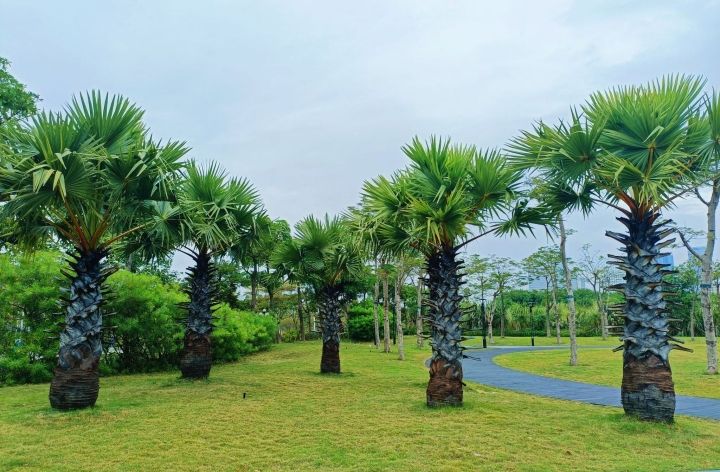 横琴No.1公园旅行图片 2