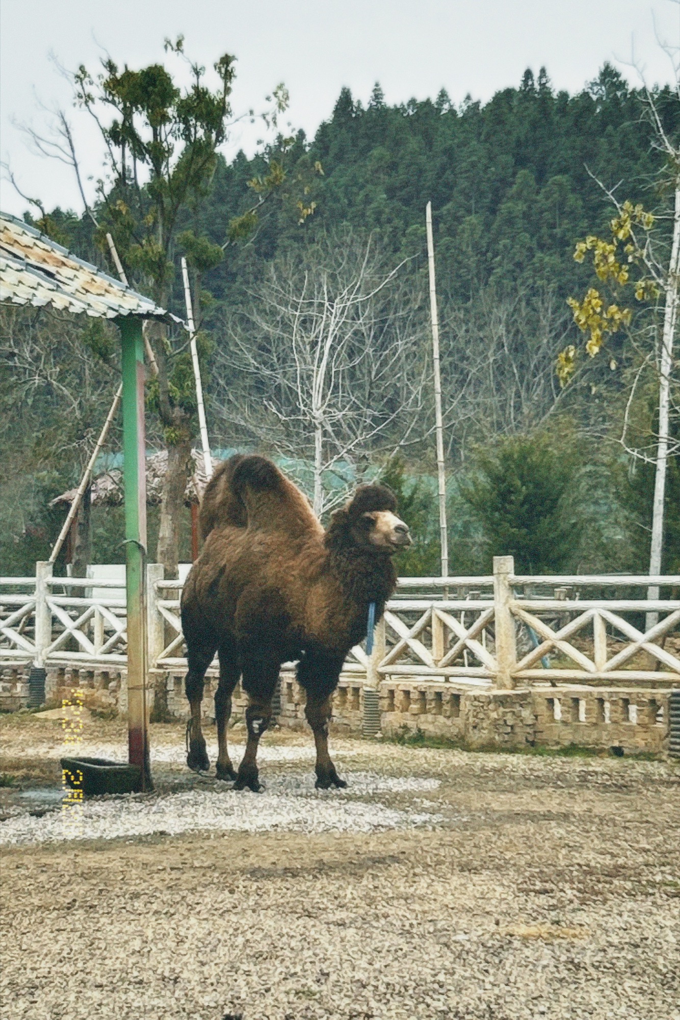 花海公园旅行图片 3