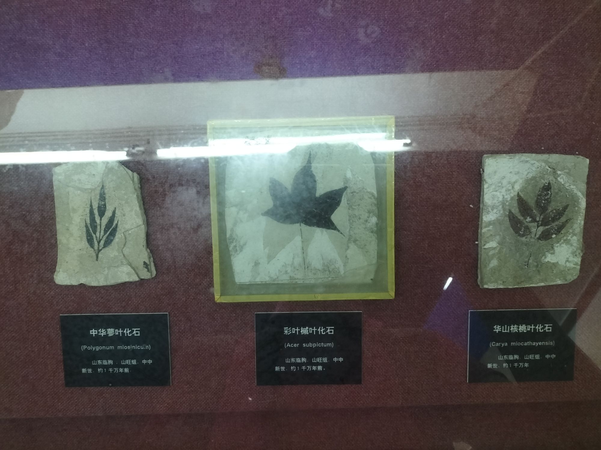 民间珍宝馆旅行图片 2