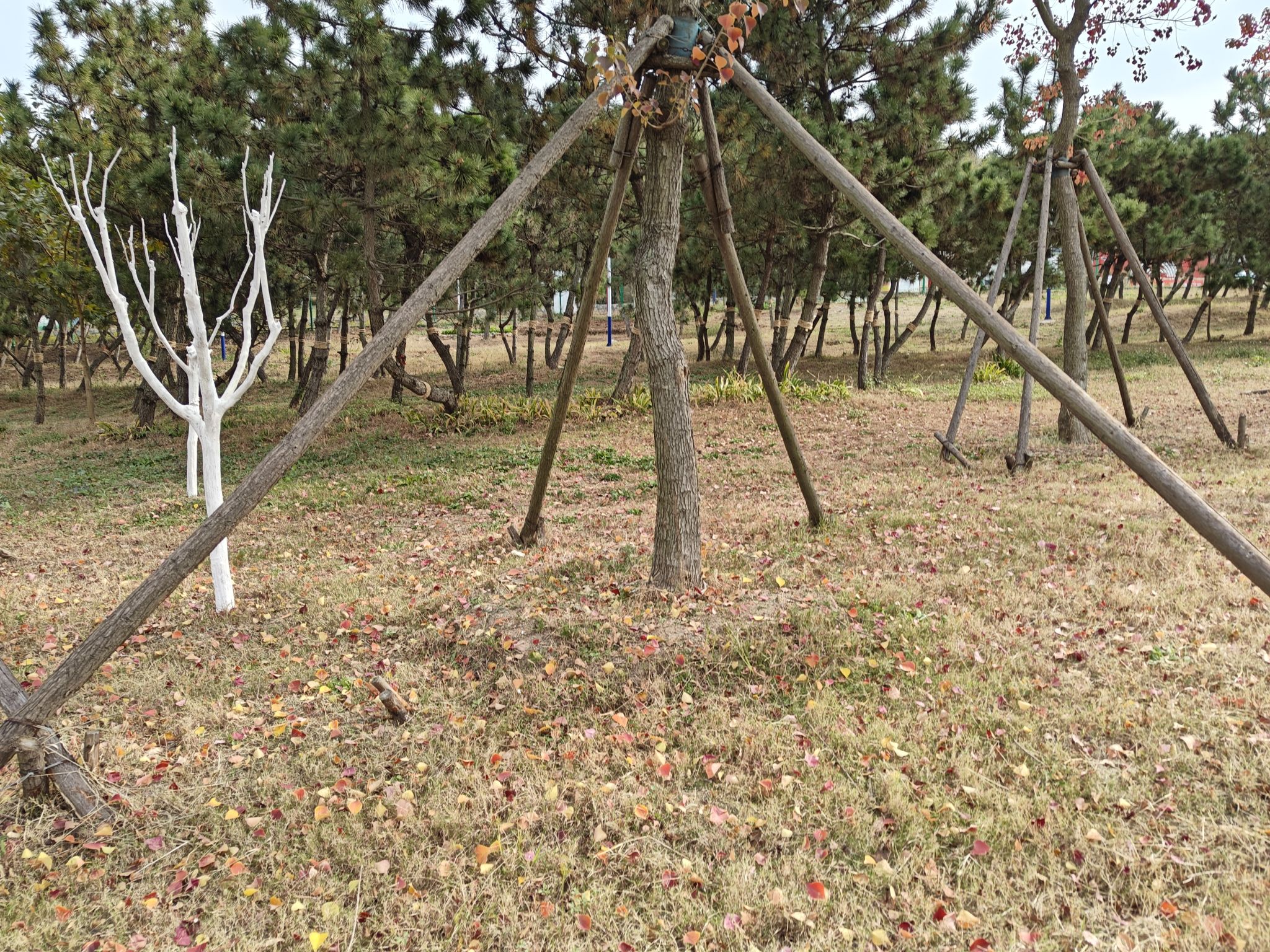 花科子山公园旅行图片 2