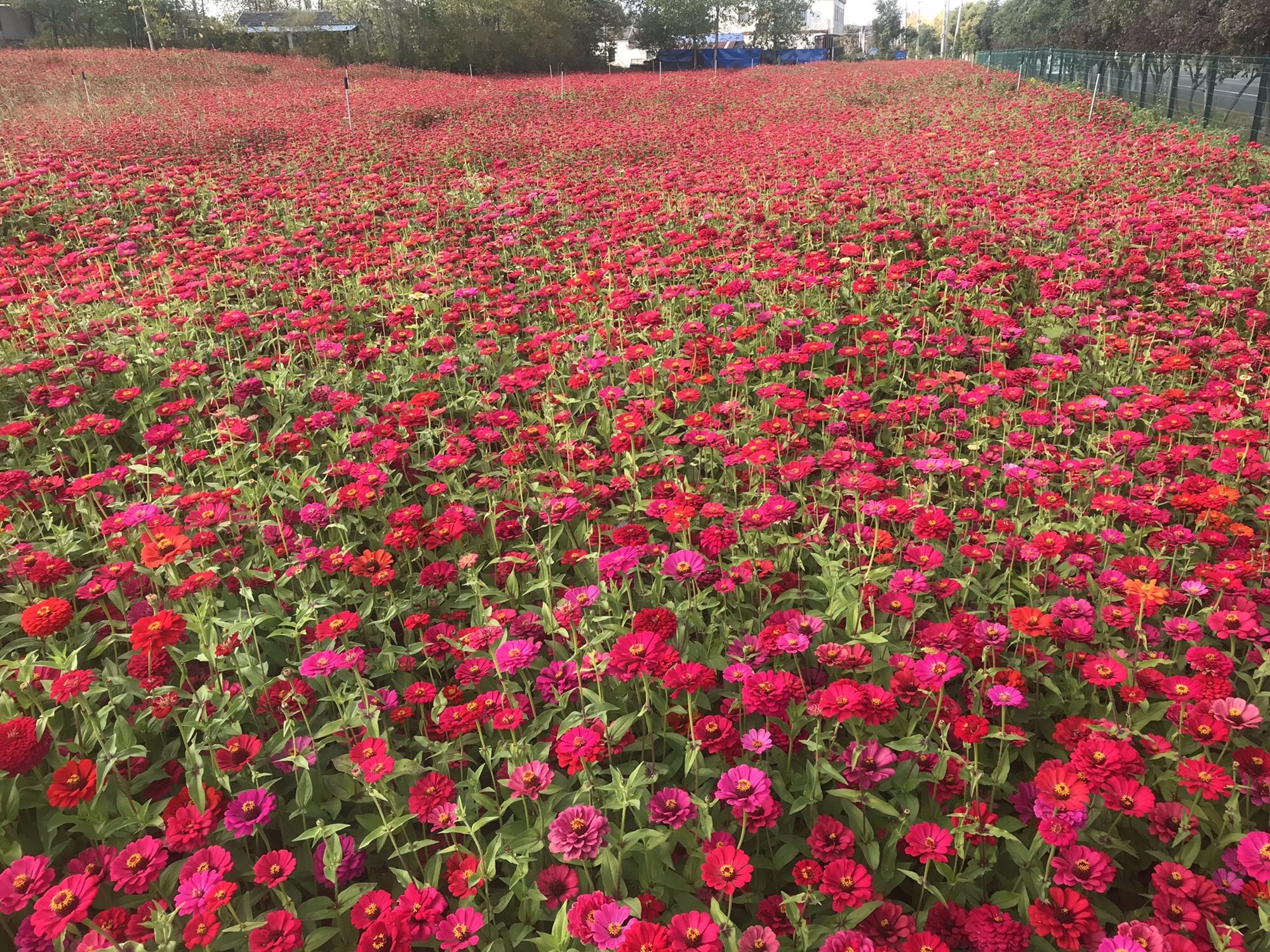 冶山花海旅行图片 1
