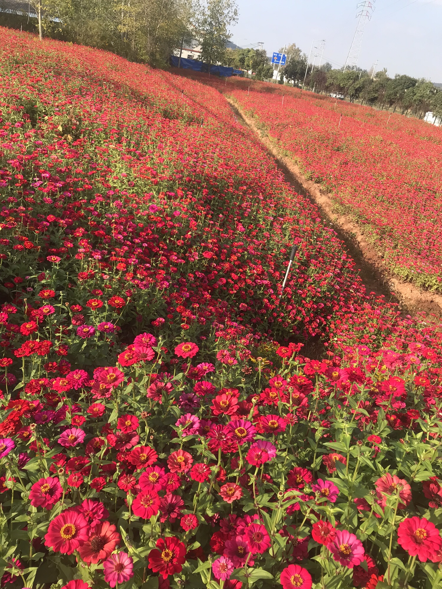 冶山花海旅行图片 3