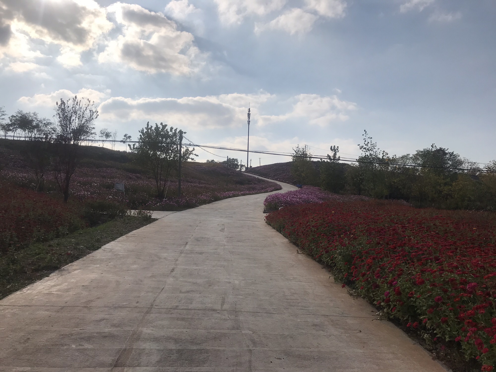 冶山花海旅行图片 2