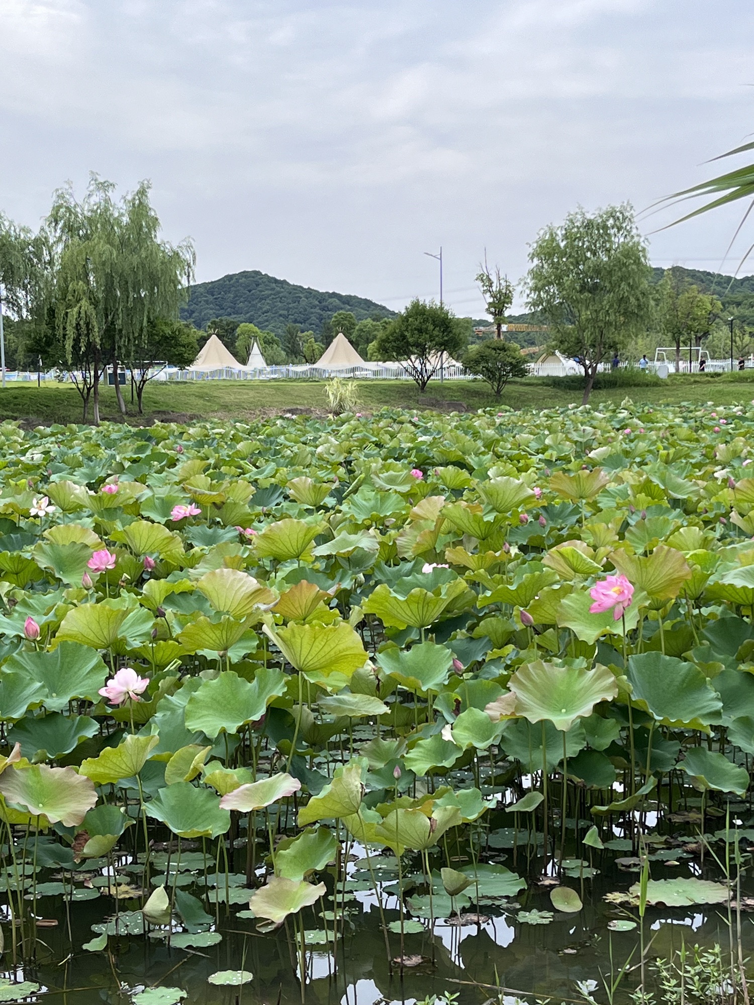场地封面-绿镜拾光都市团建露营基地(艺术馆)