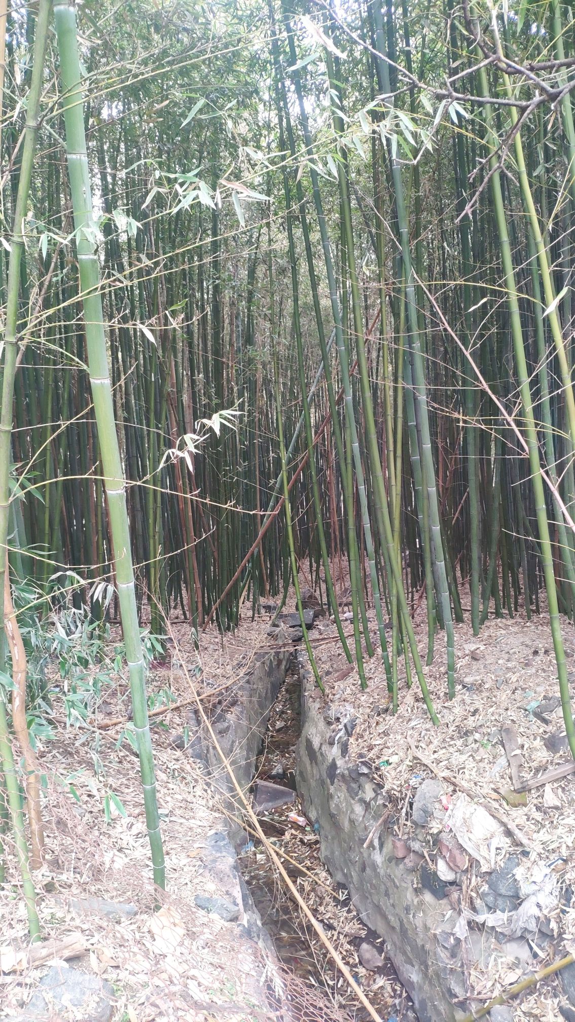 白云寺景区旅行图片 2