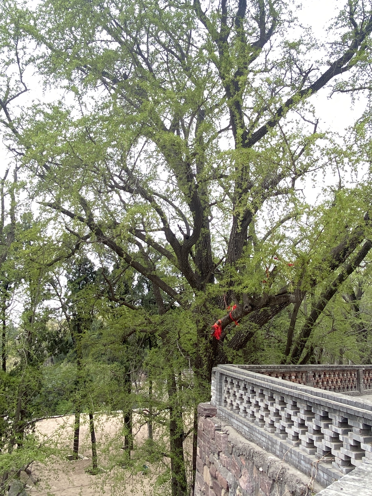 白云寺景区旅行图片 2