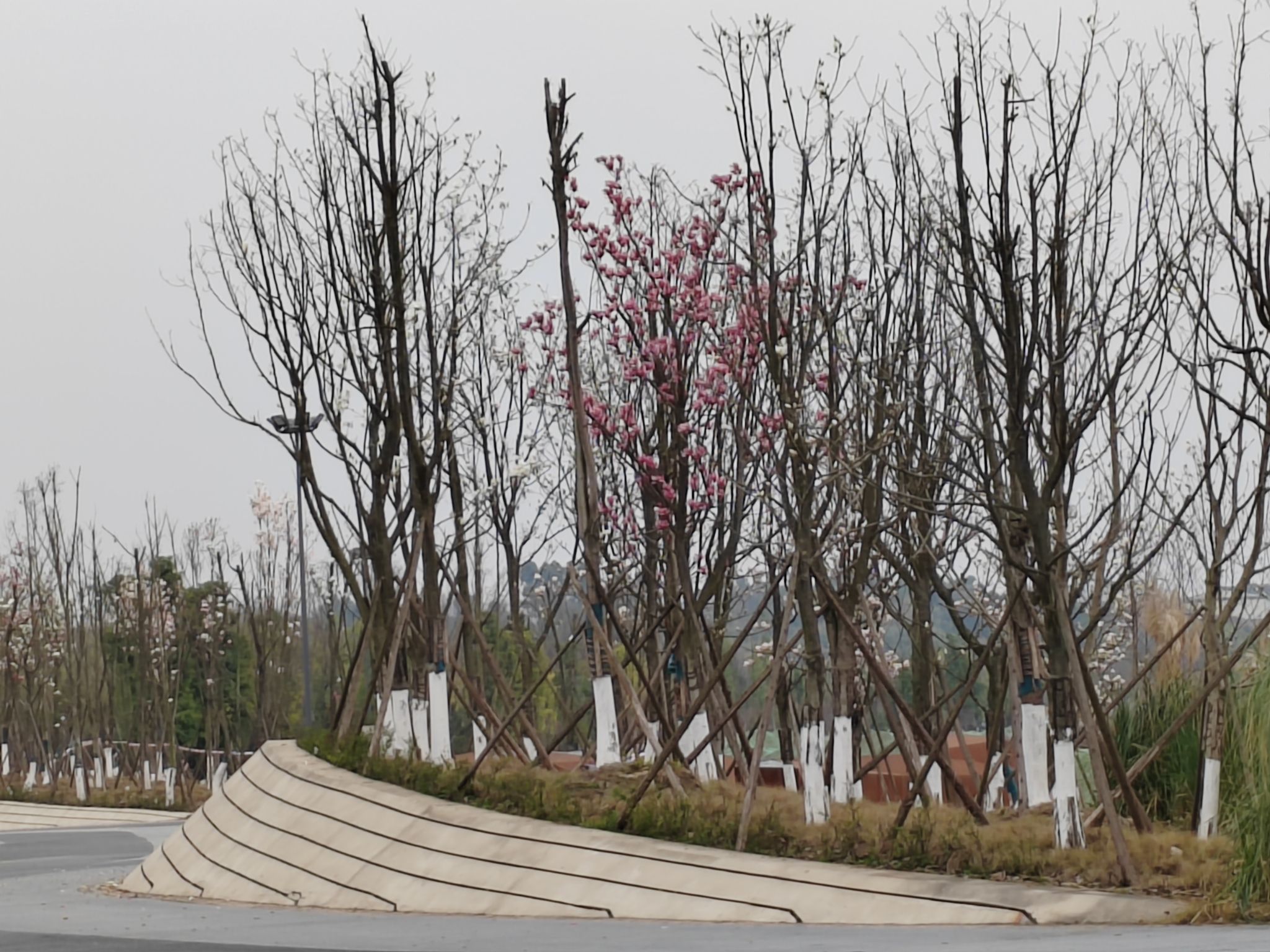 安昌河南岸生态湿地公园旅行图片 3