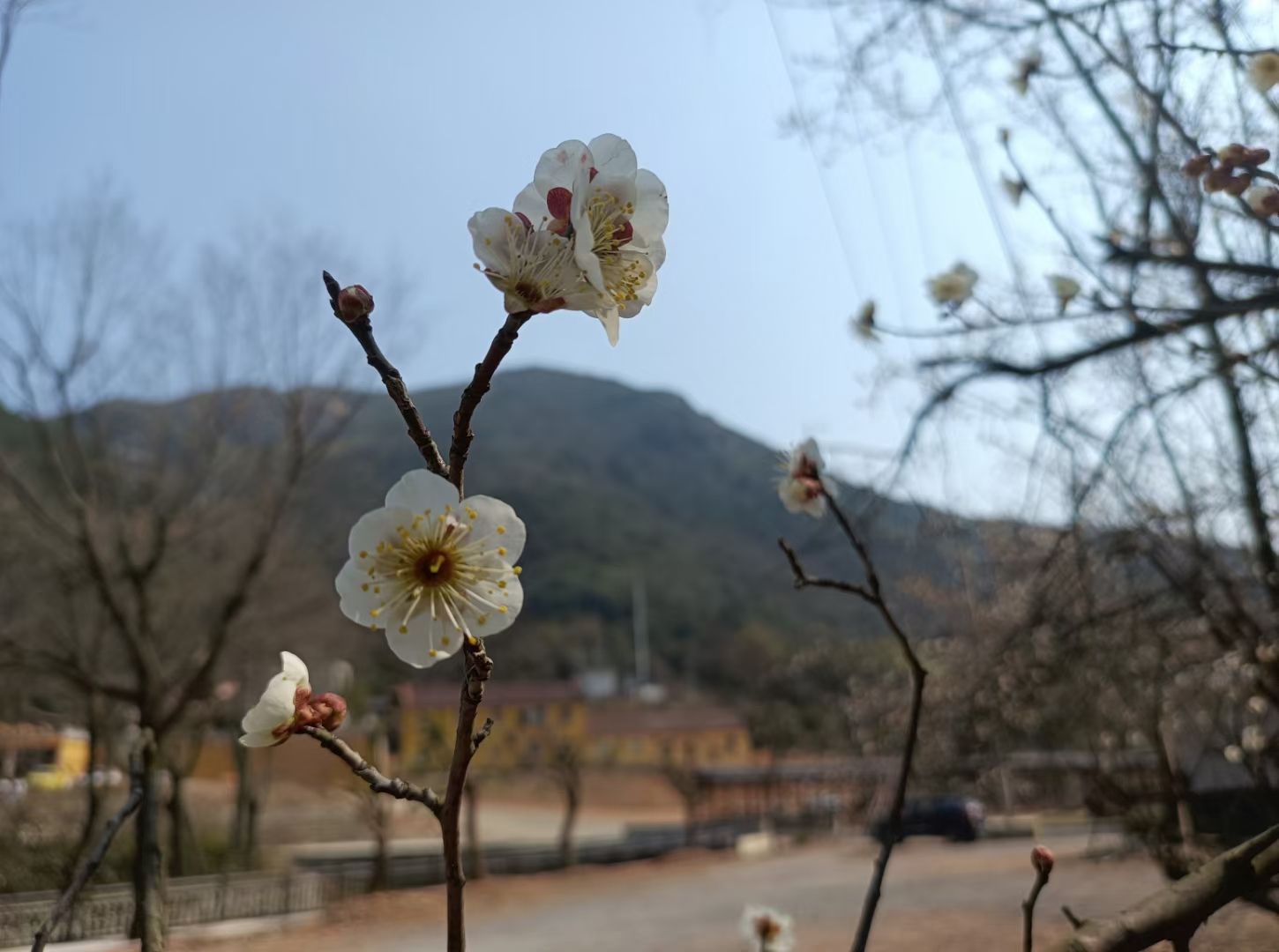古戏台遗址公园旅行图片 2