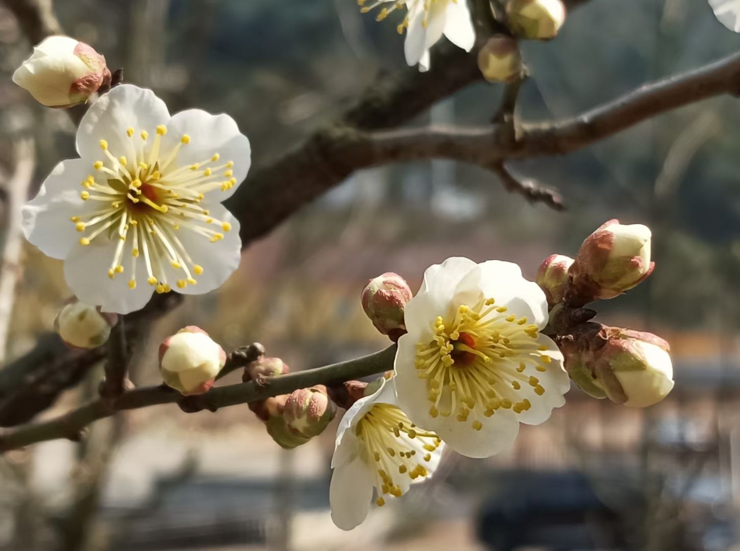 古戏台遗址公园旅行图片 1