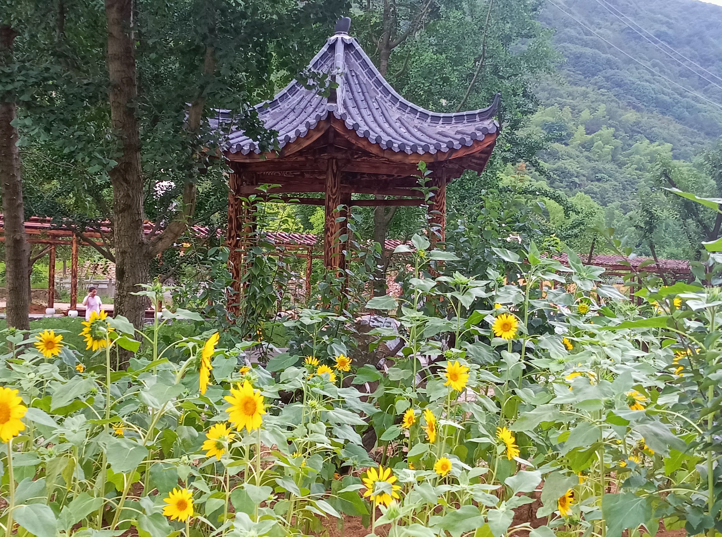 古戏台遗址公园旅行图片 1