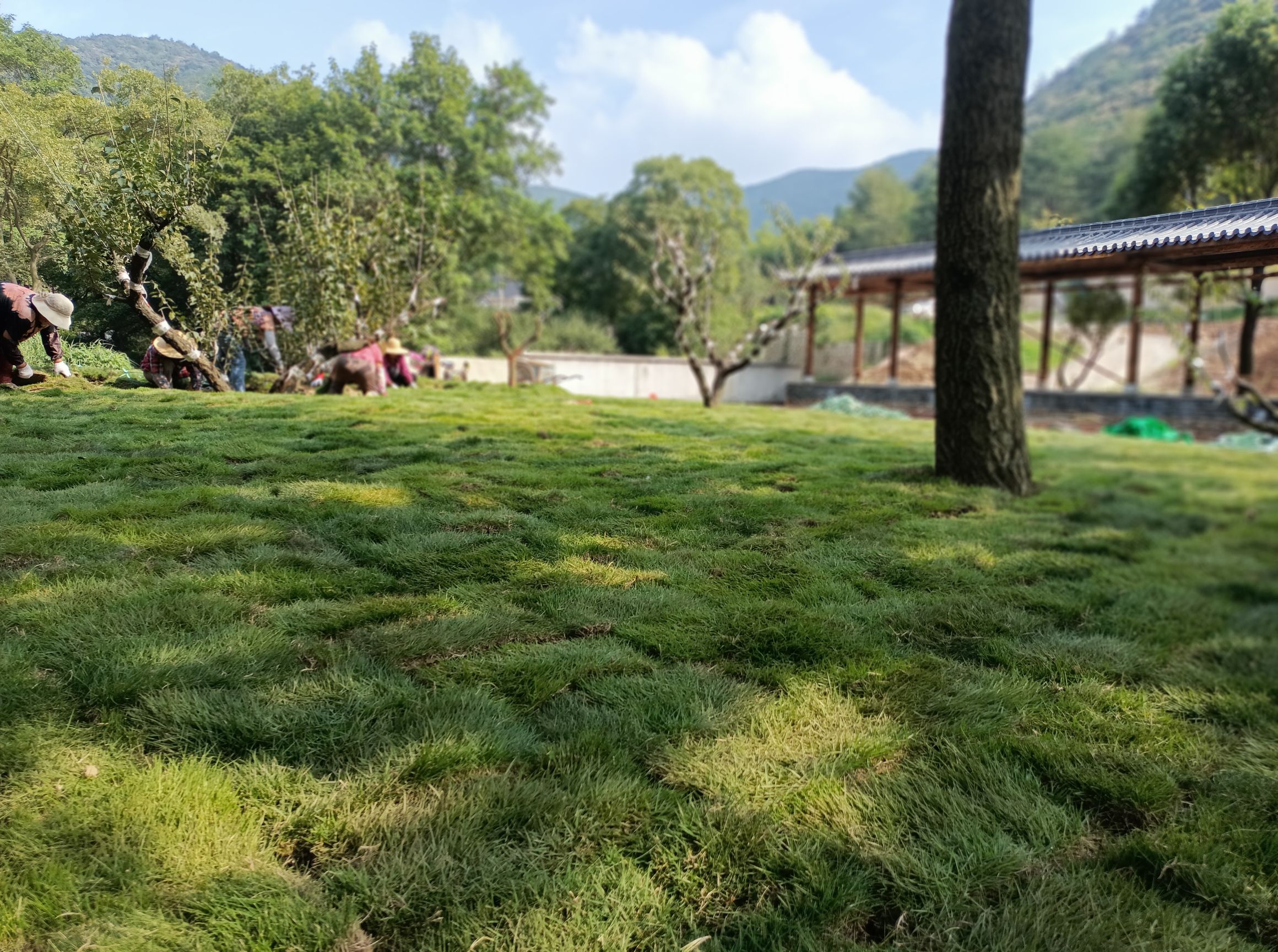 古戏台遗址公园旅行图片 2