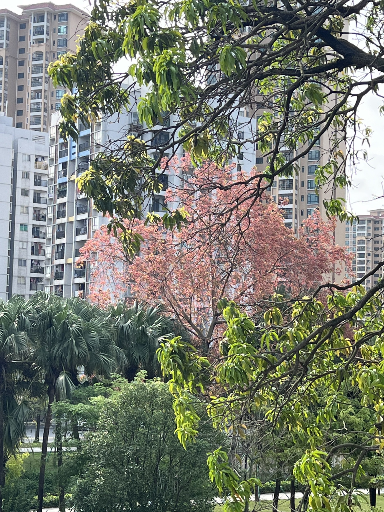 文昌沙公园旅行图片 1