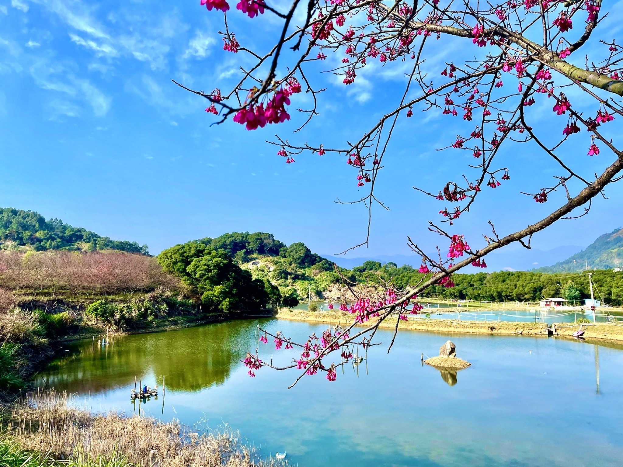 罗源湾樱花园旅行图片 3