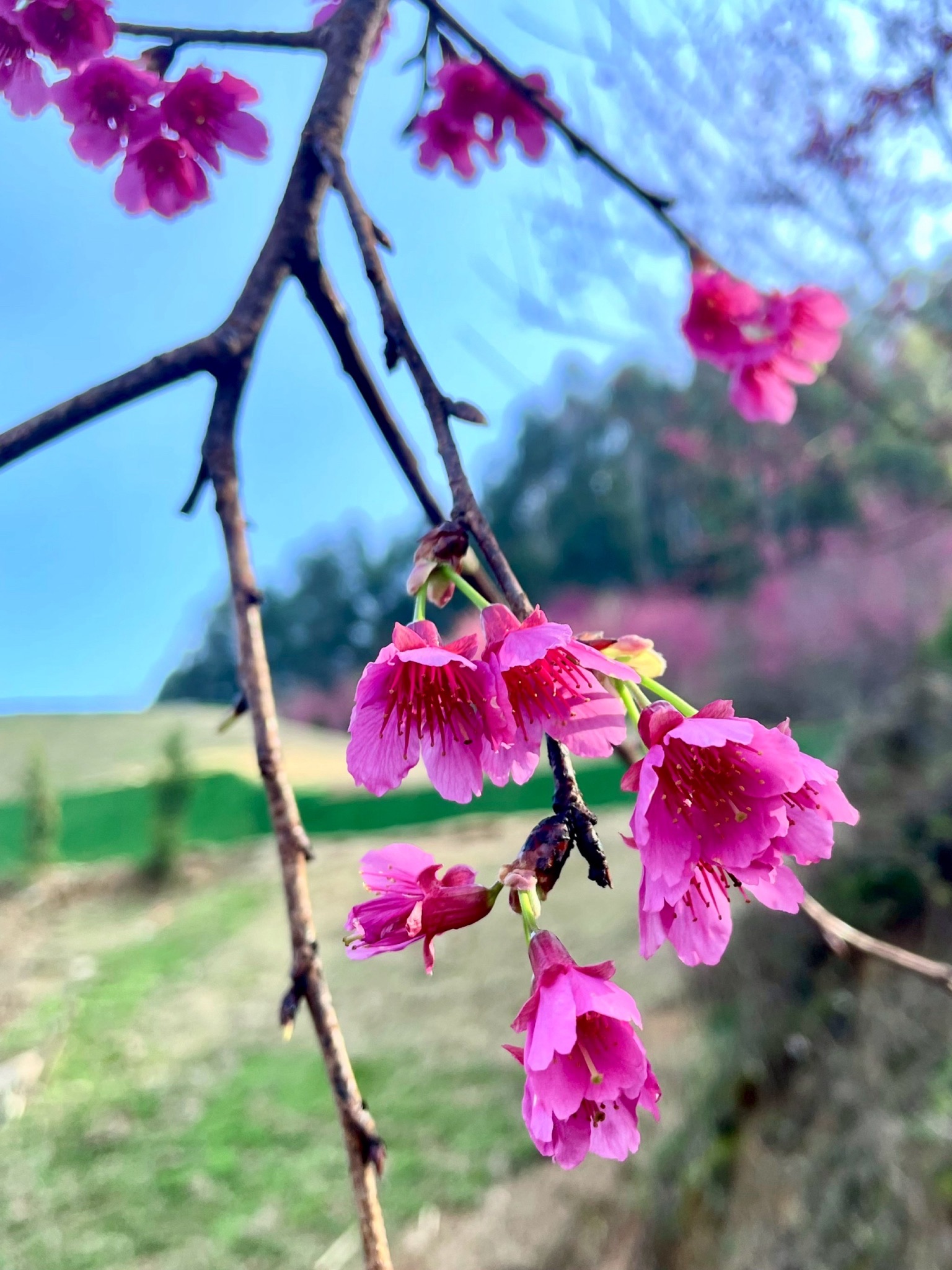 罗源湾樱花园旅行图片 2