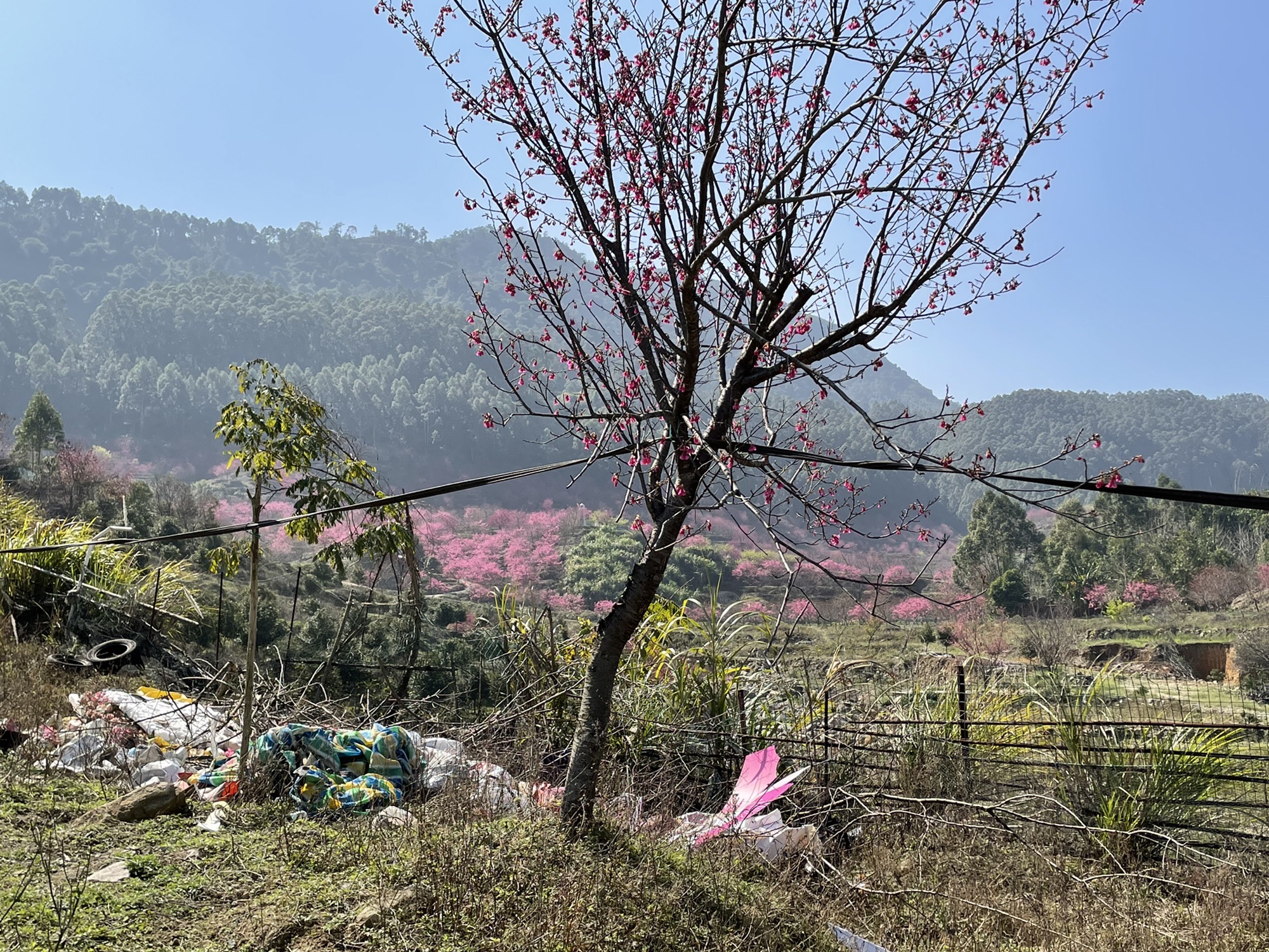 罗源湾樱花园旅行图片 3