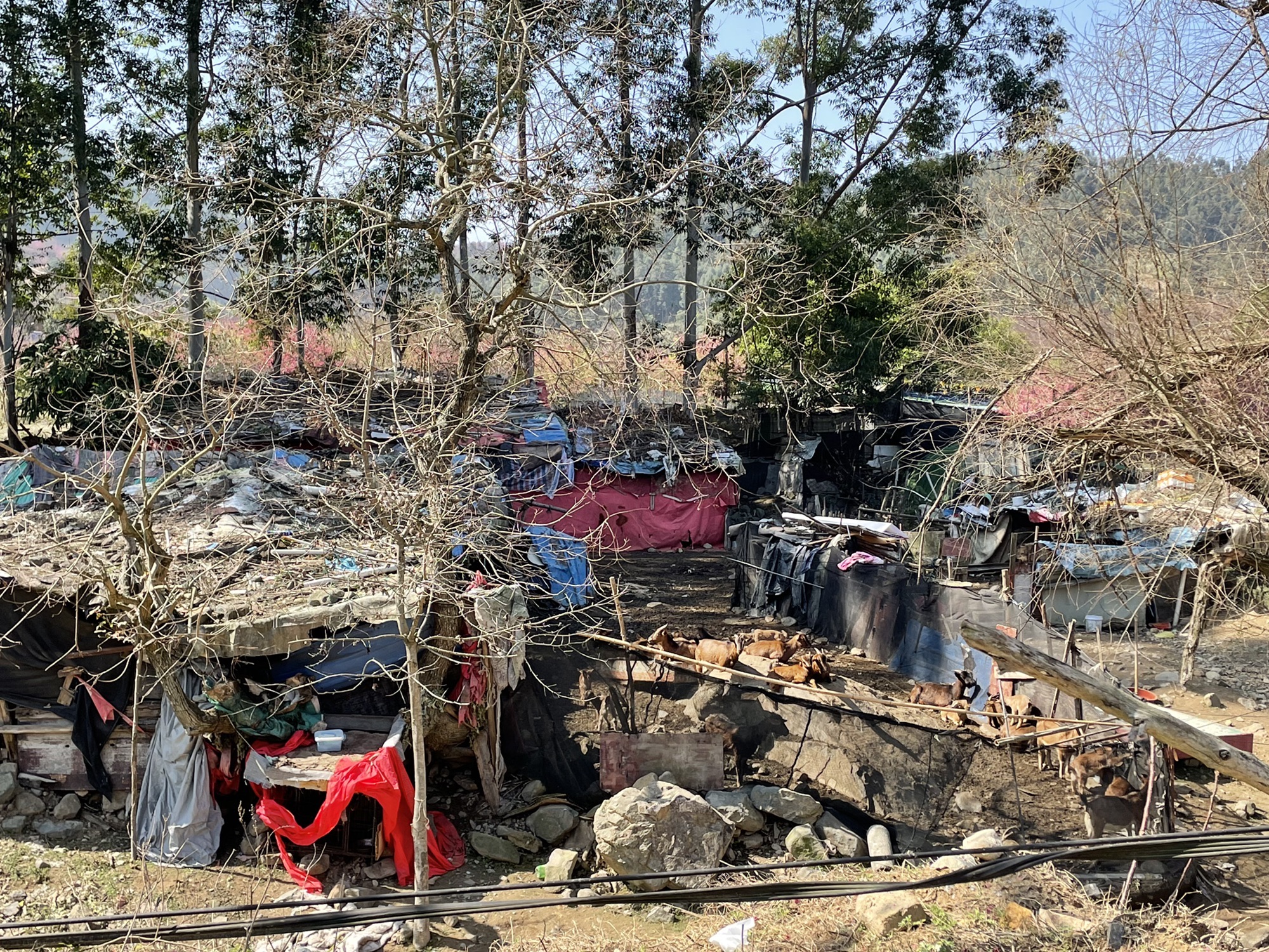 罗源湾樱花园旅行图片 1