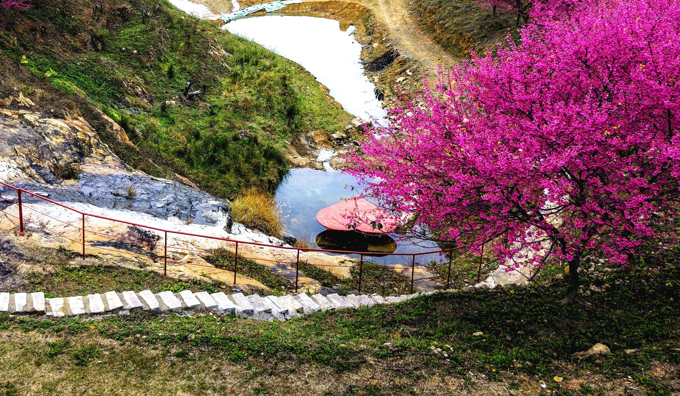 罗源湾樱花园旅行图片 2