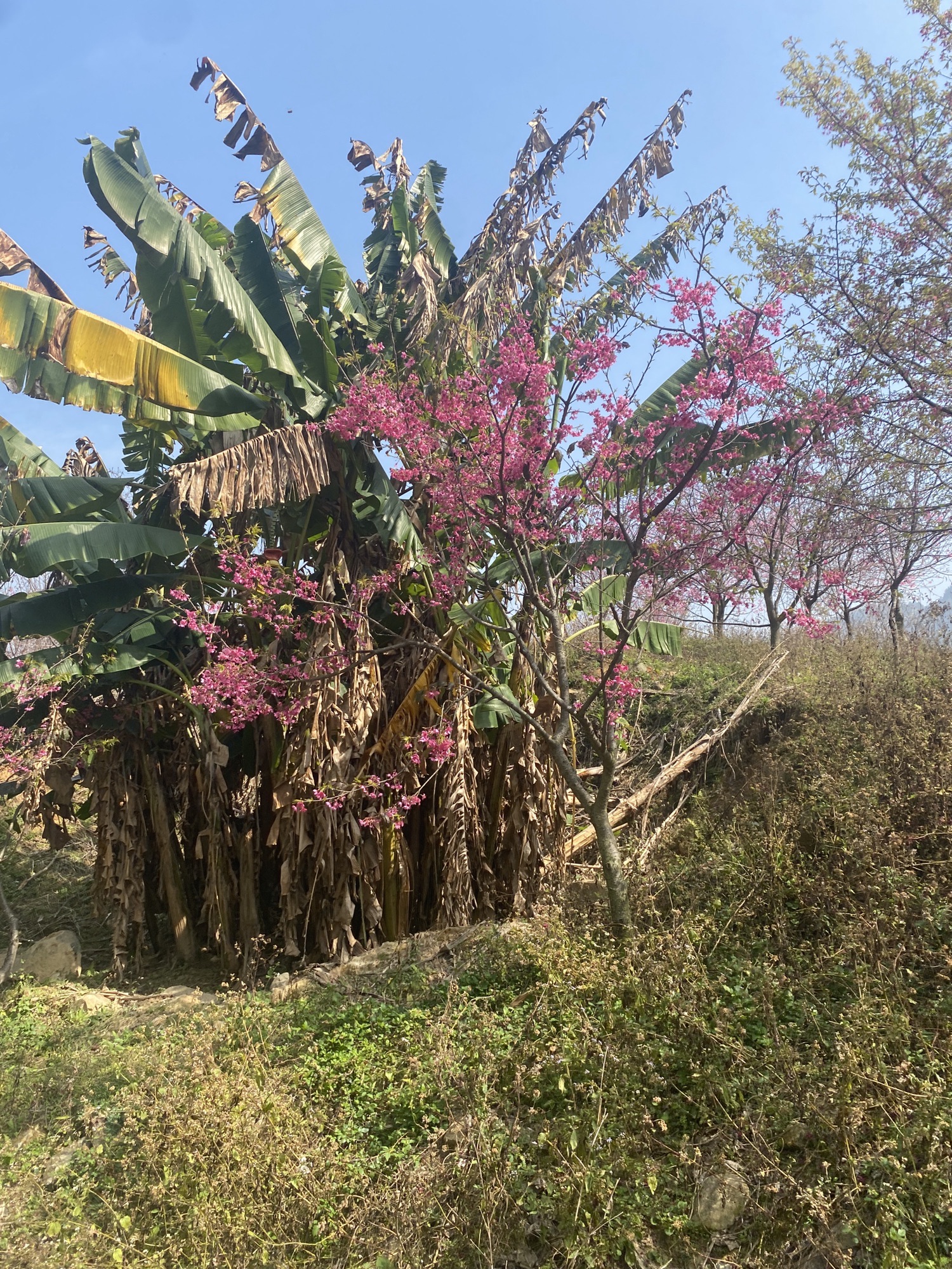 罗源湾樱花园旅行图片 2