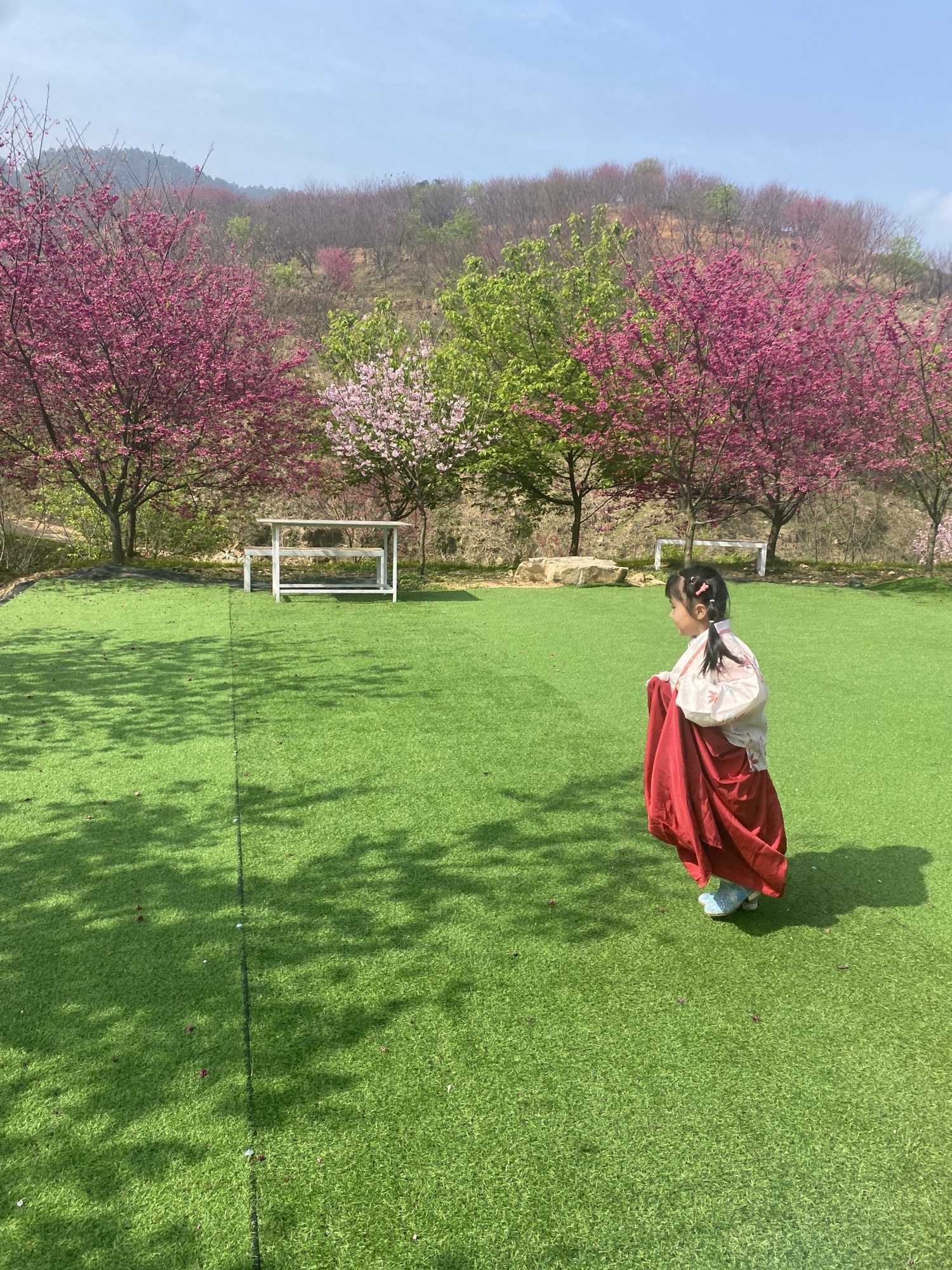 罗源湾樱花园旅行图片 1