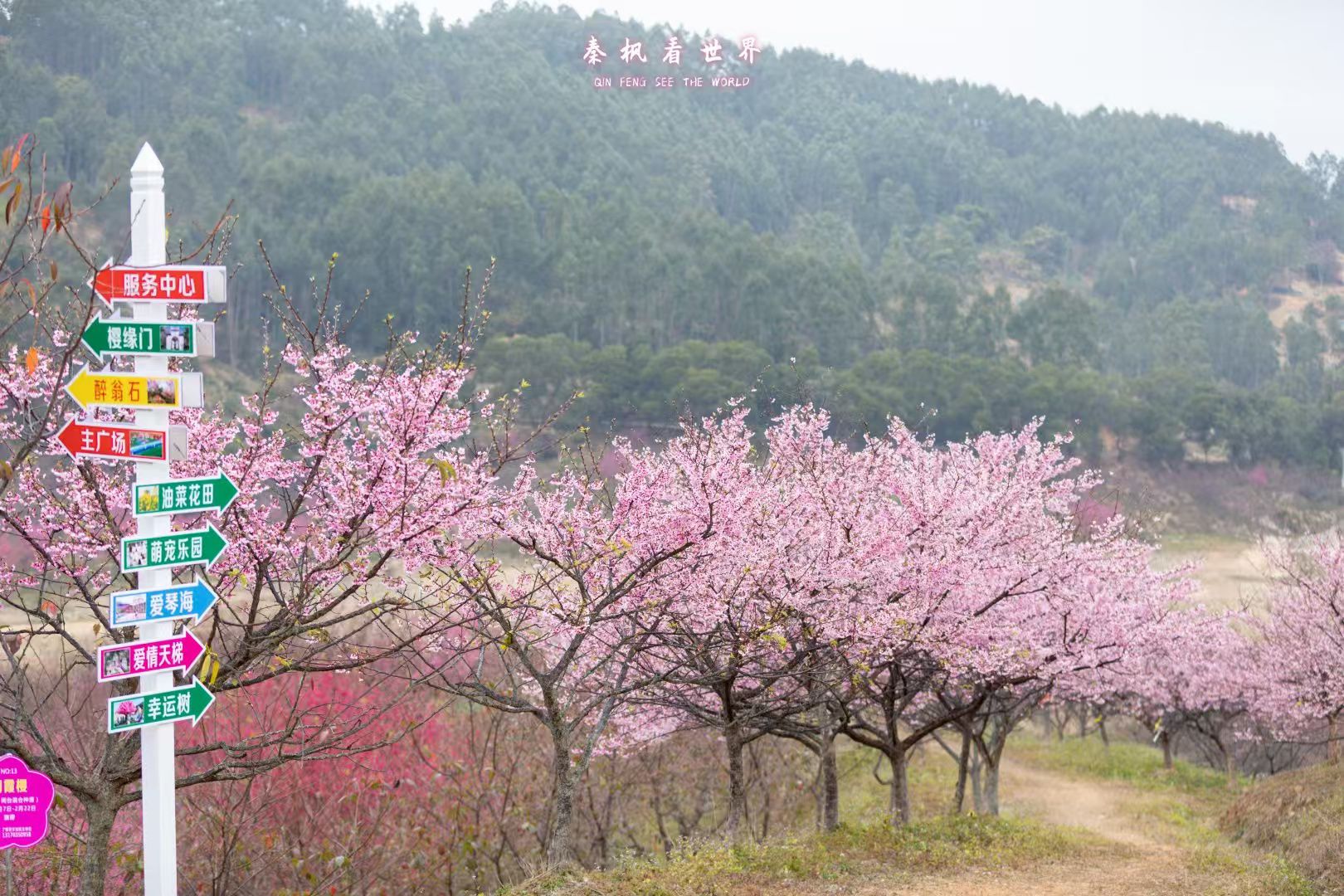 罗源湾樱花园旅行图片 2