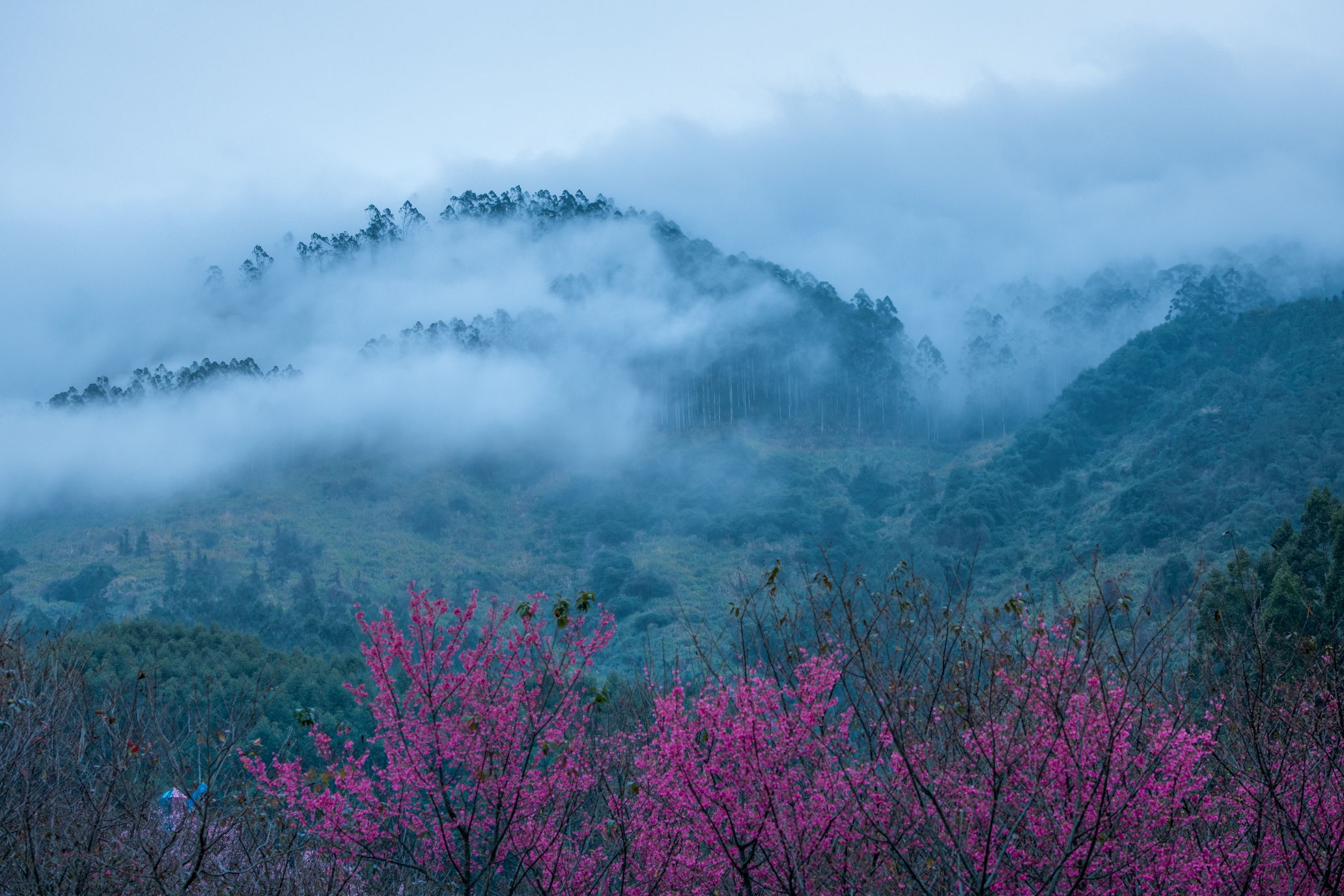罗源湾樱花园旅行图片 1