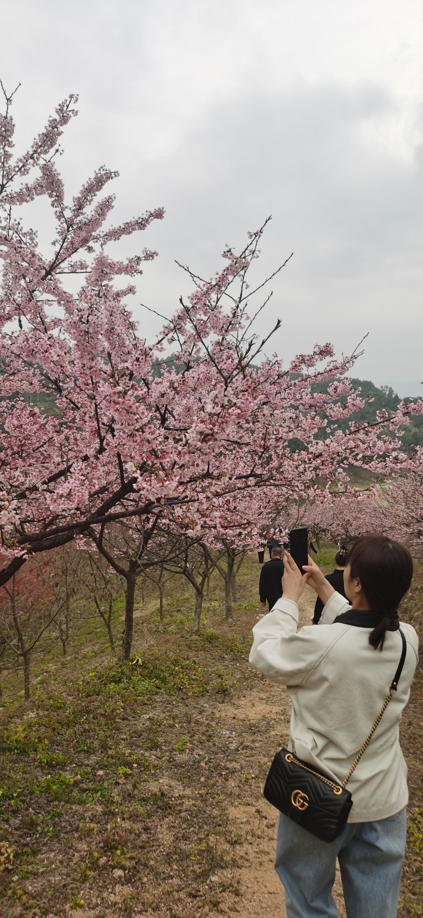罗源湾樱花园旅行图片 3