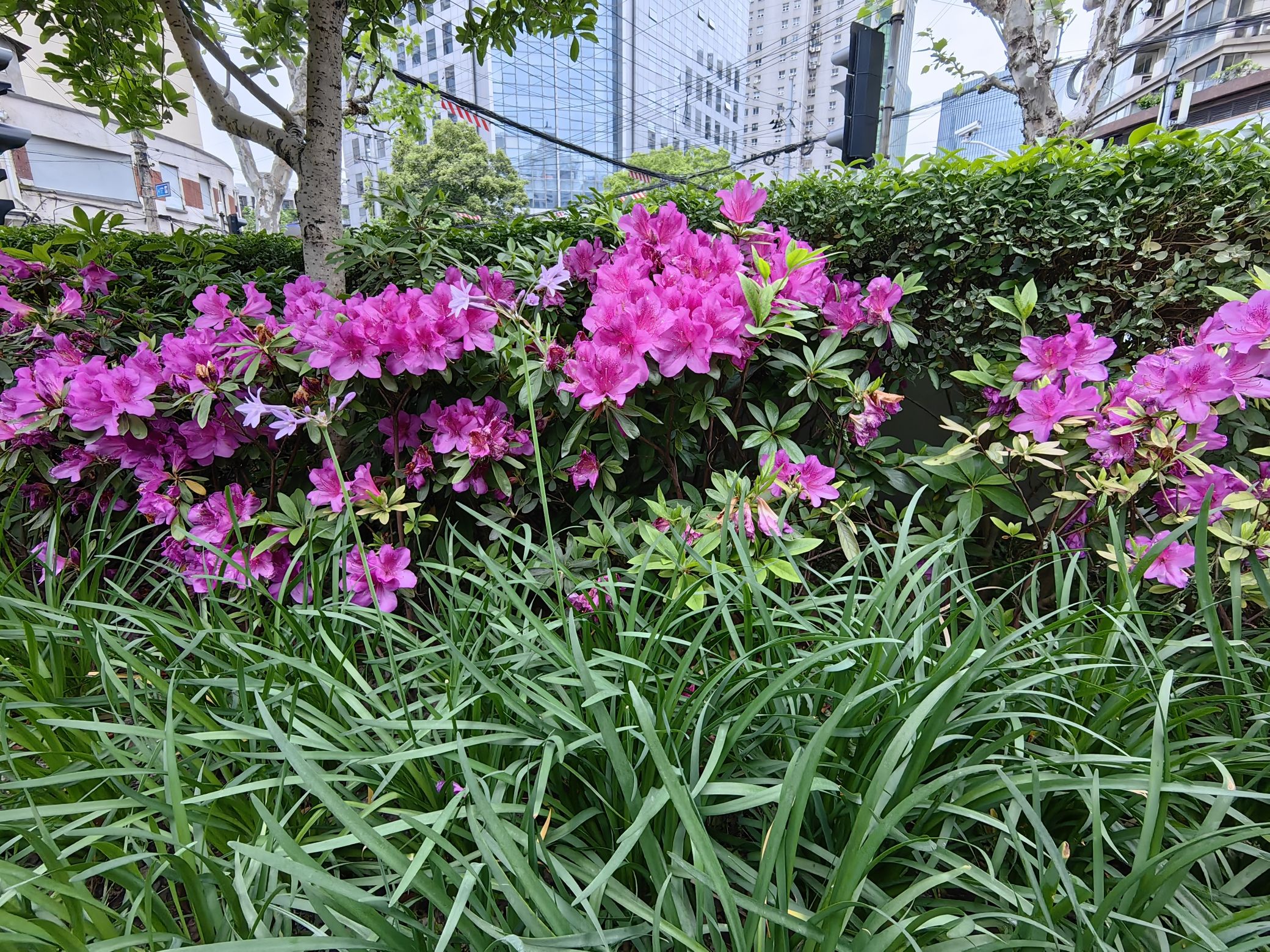 音花园旅行图片 2
