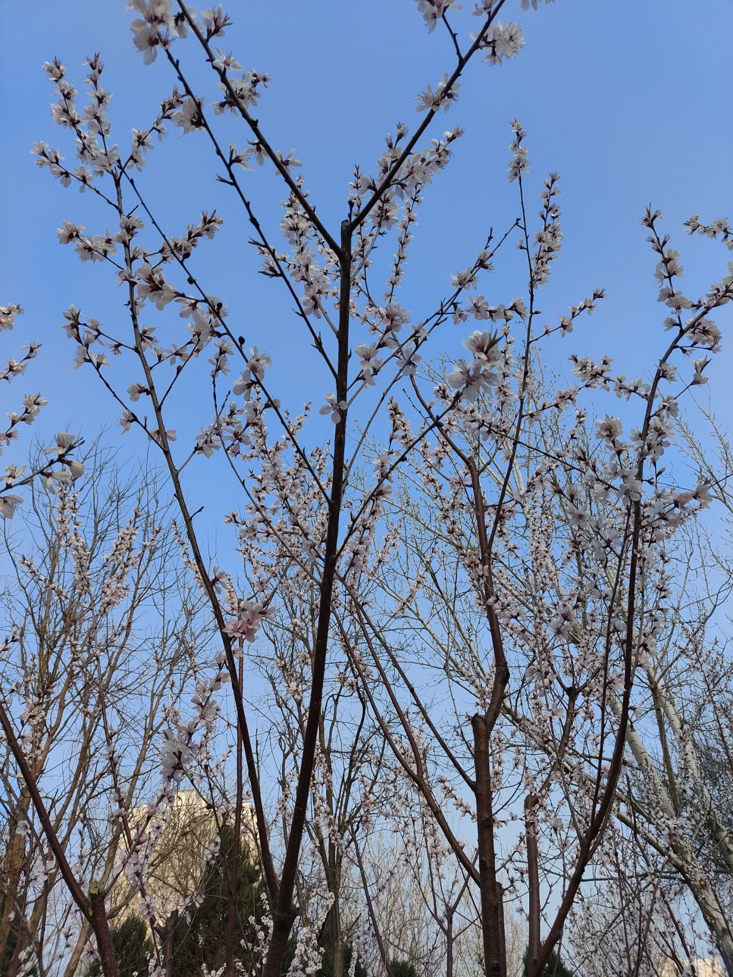 奥北森林公园旅行图片 2
