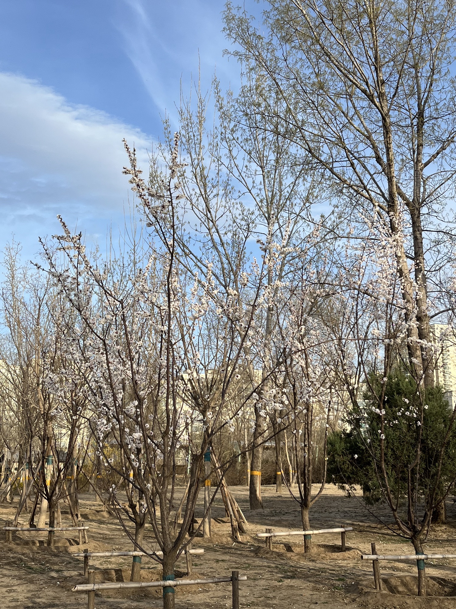 奥北森林公园旅行图片 1