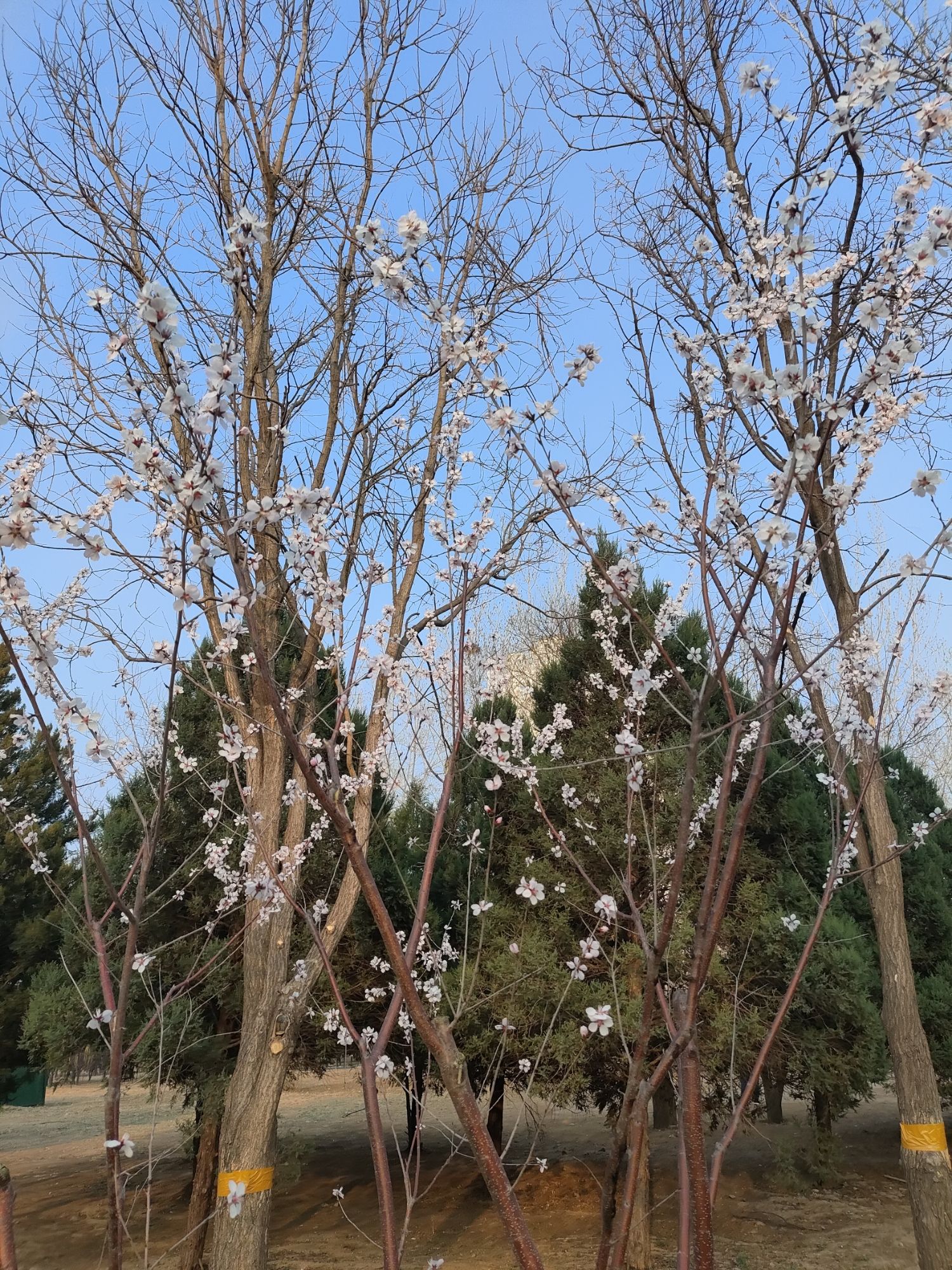 奥北森林公园旅行图片 3