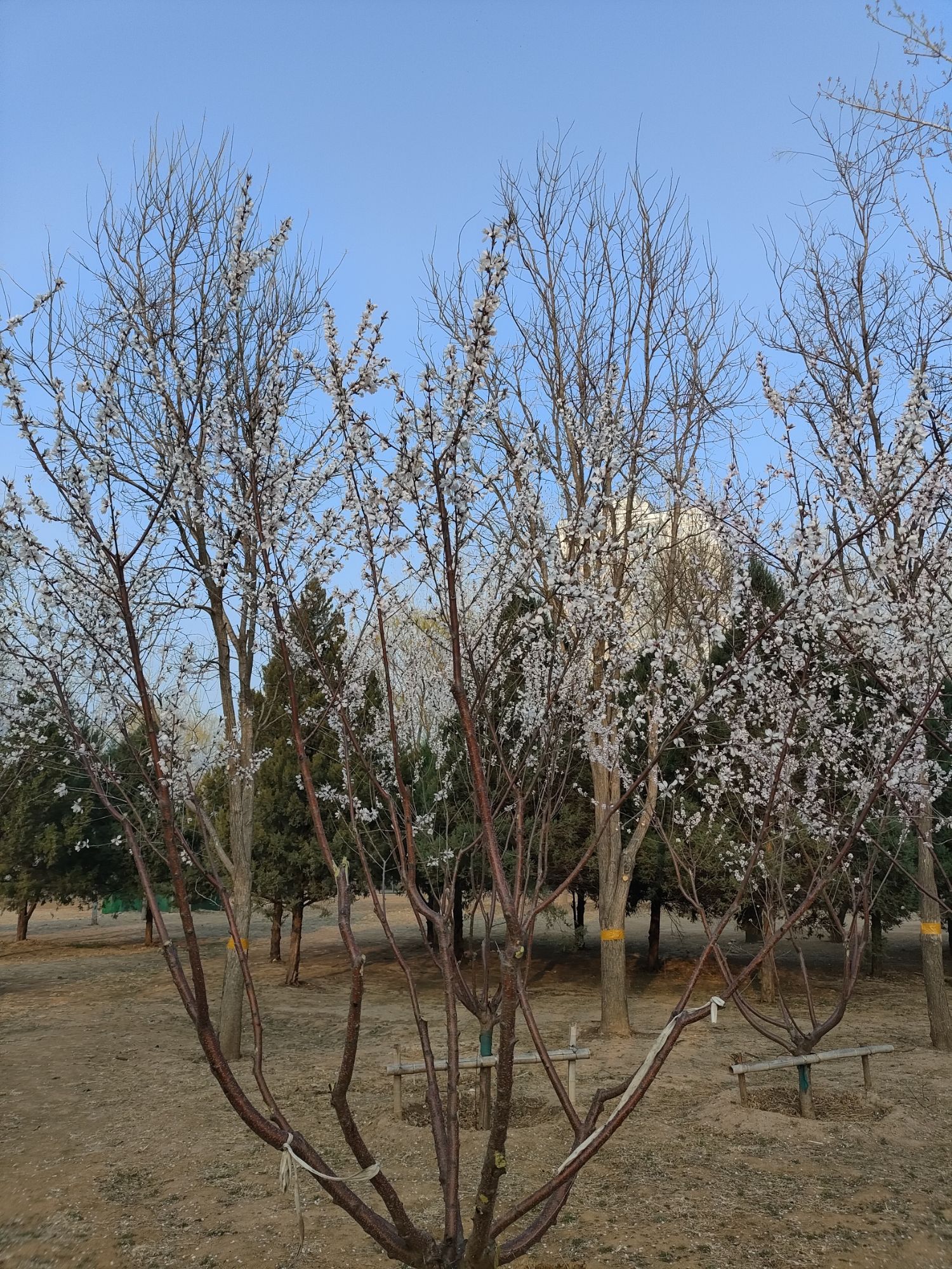 奥北森林公园旅行图片 1