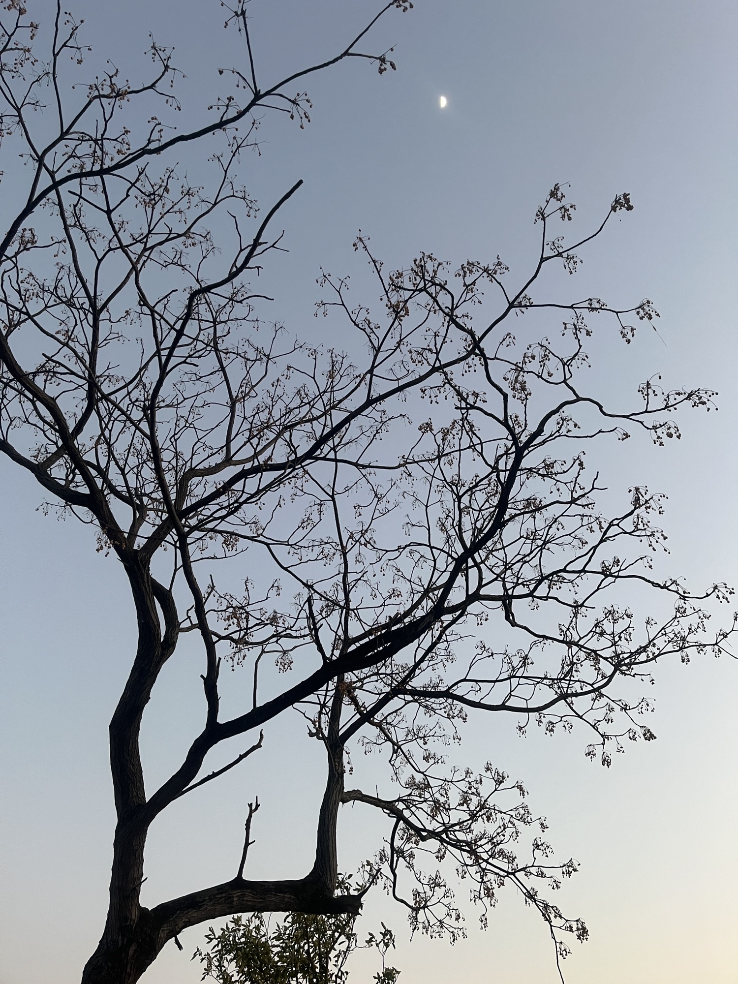 古朗杏园旅行图片 1
