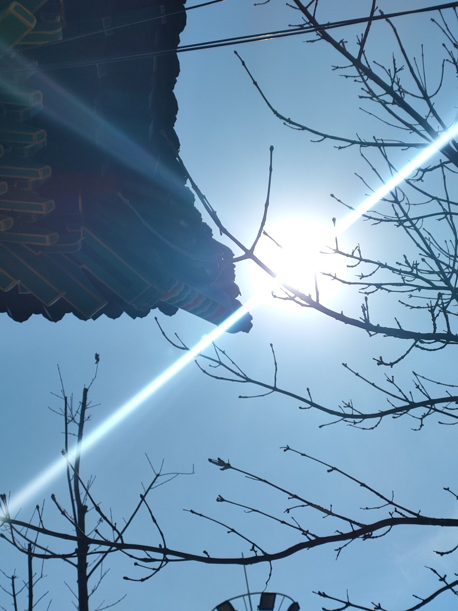 莲花景墙旅行图片 3
