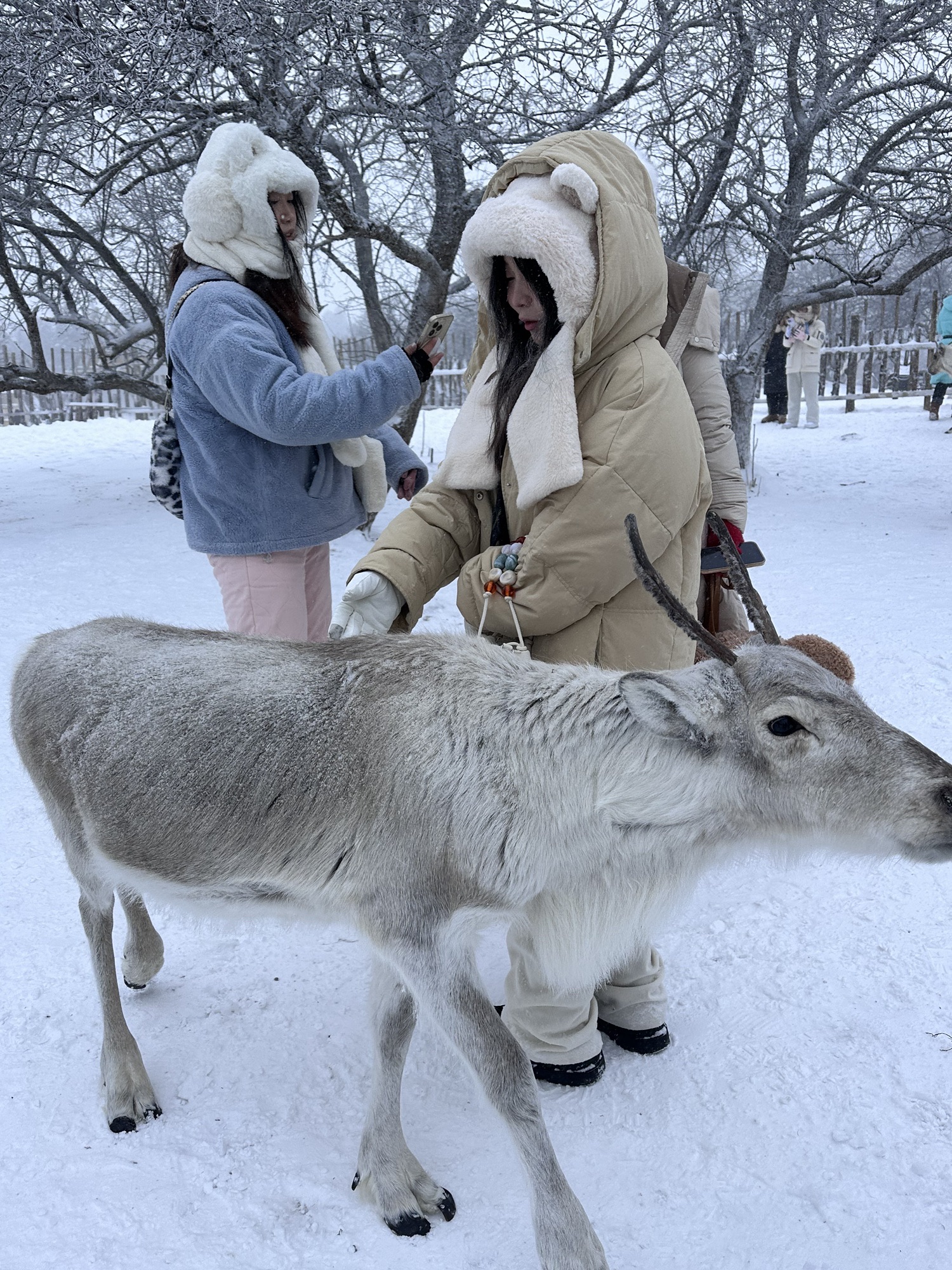 长白山雪岭景区旅行图片 1