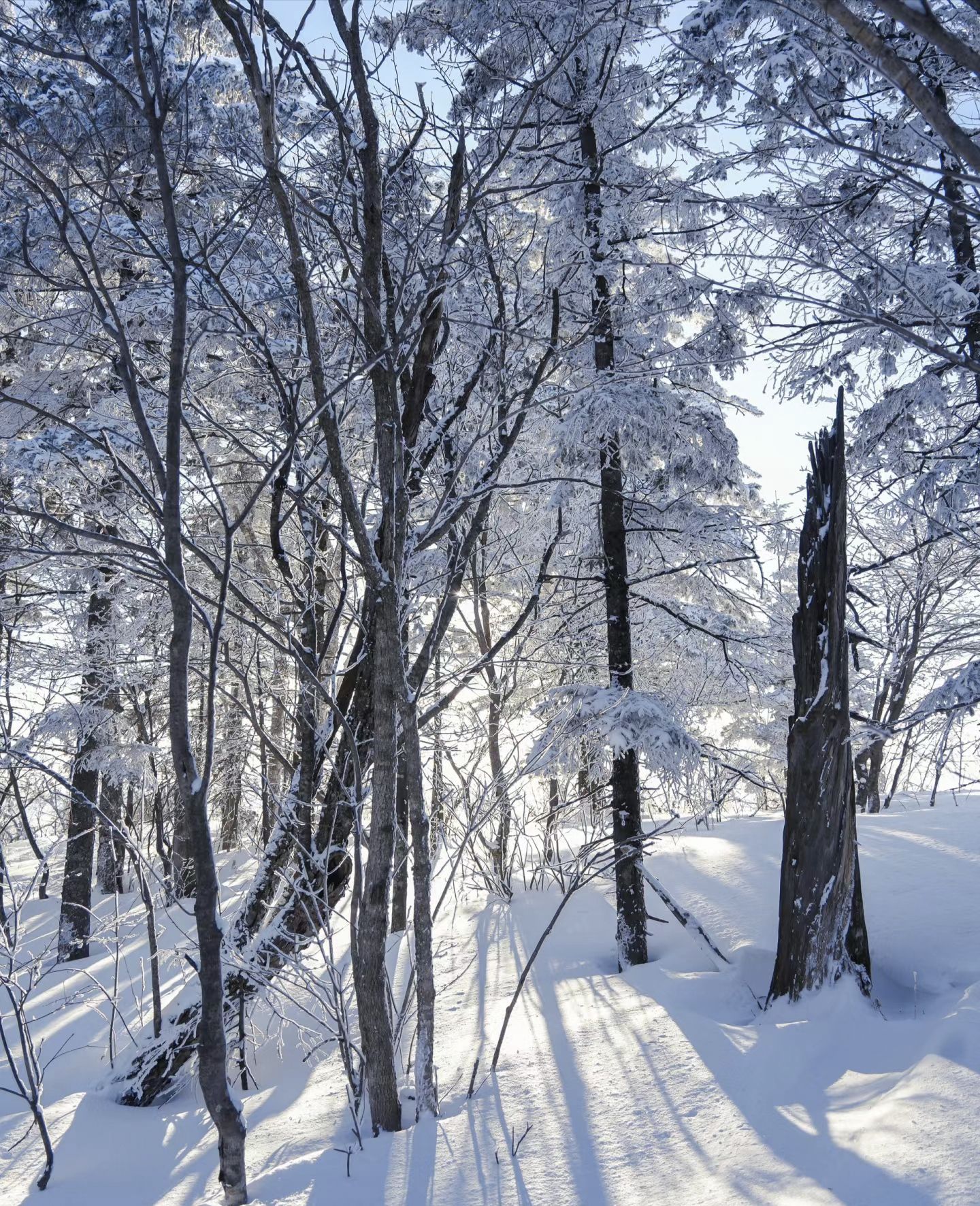 长白山雪岭景区旅行图片 1