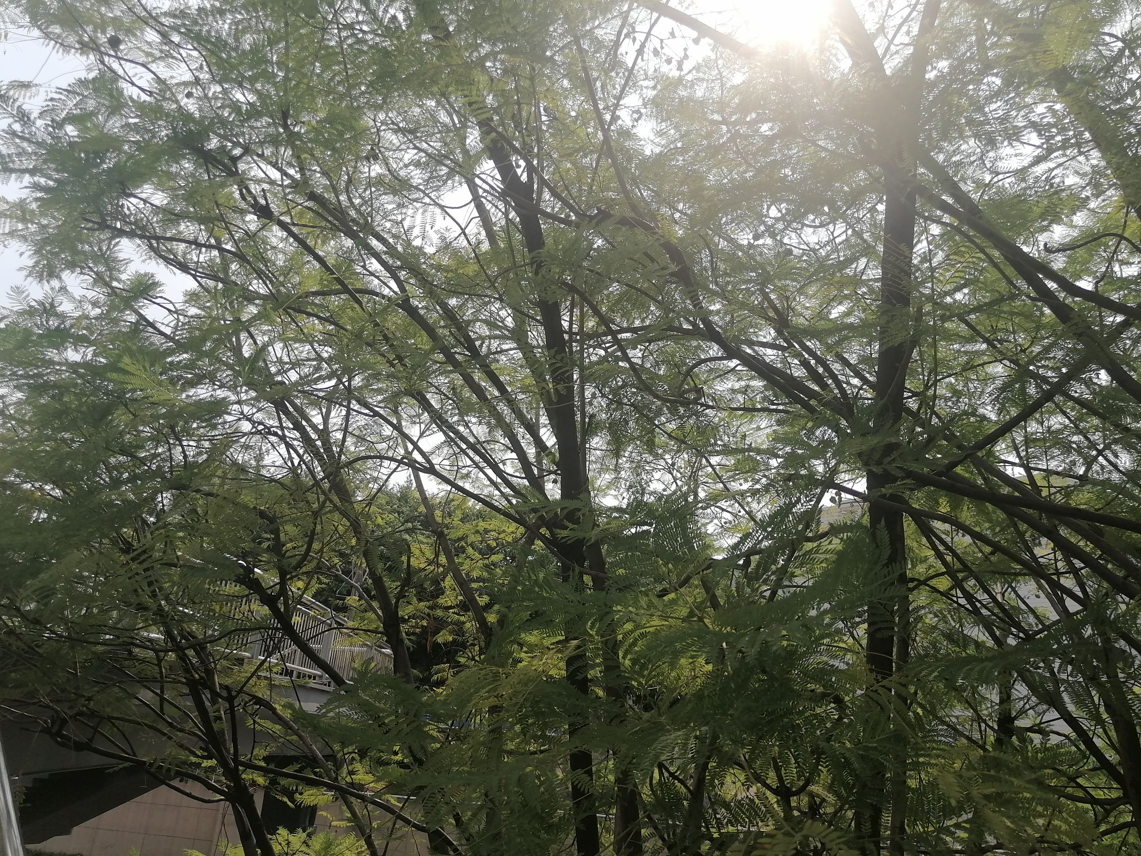 大竹百岛湖湿地公园旅行图片 1