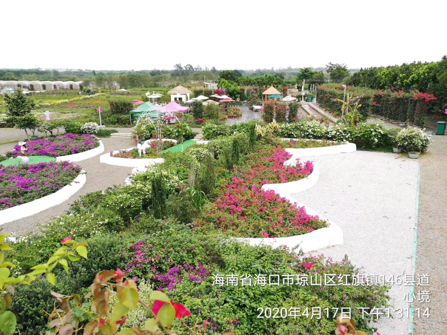 海口三角梅花展旅行图片 2