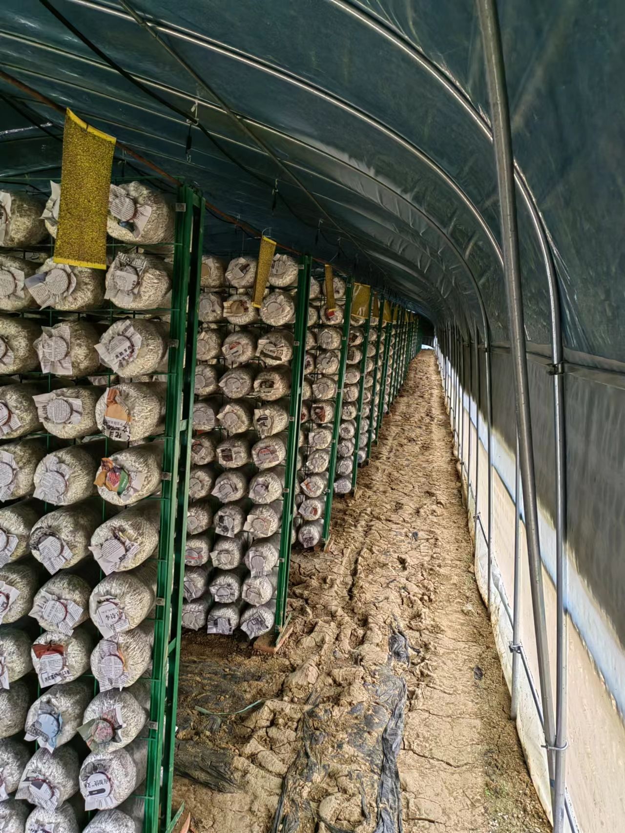 六安市农锦农场