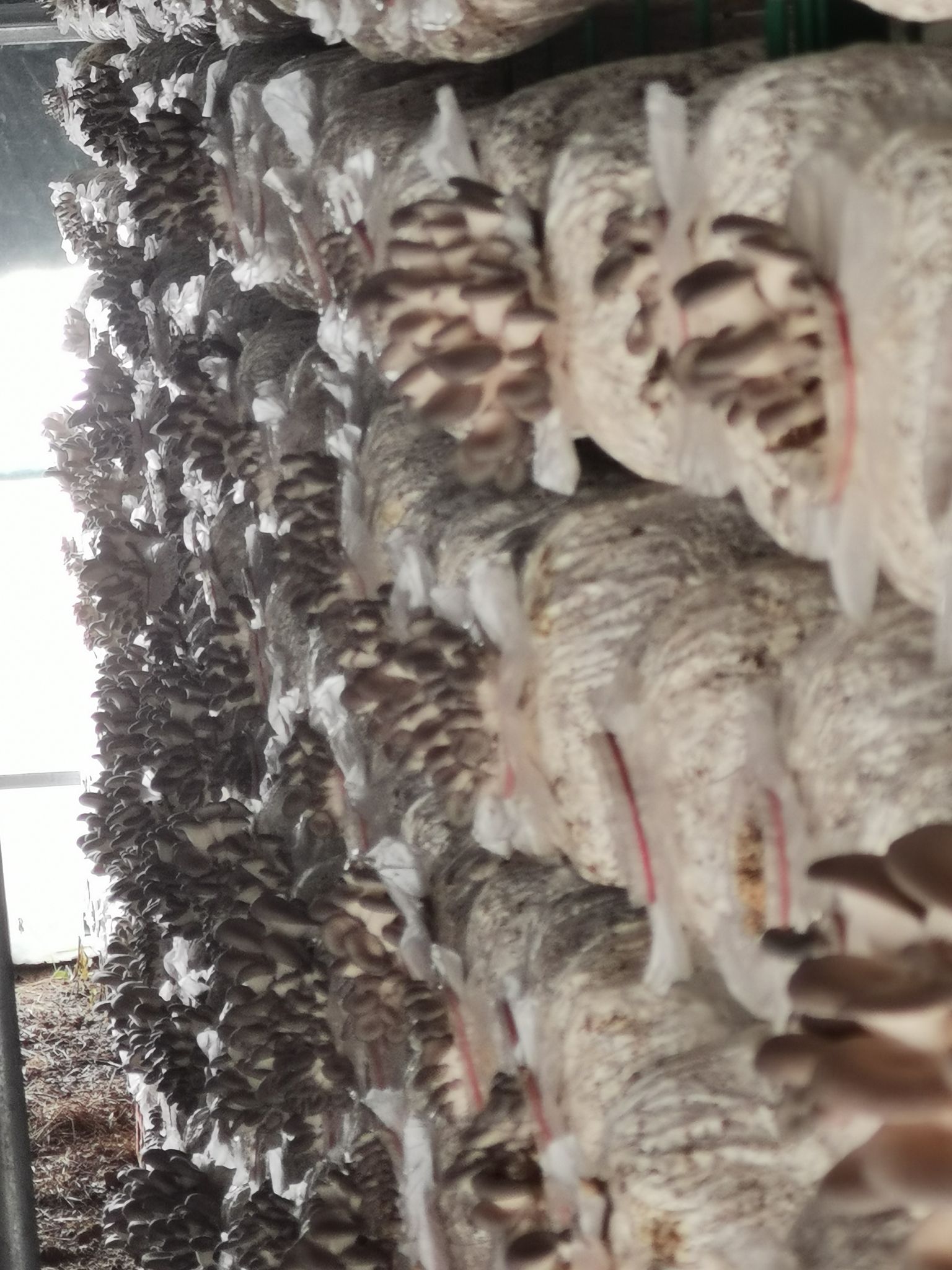 六安市农锦农场