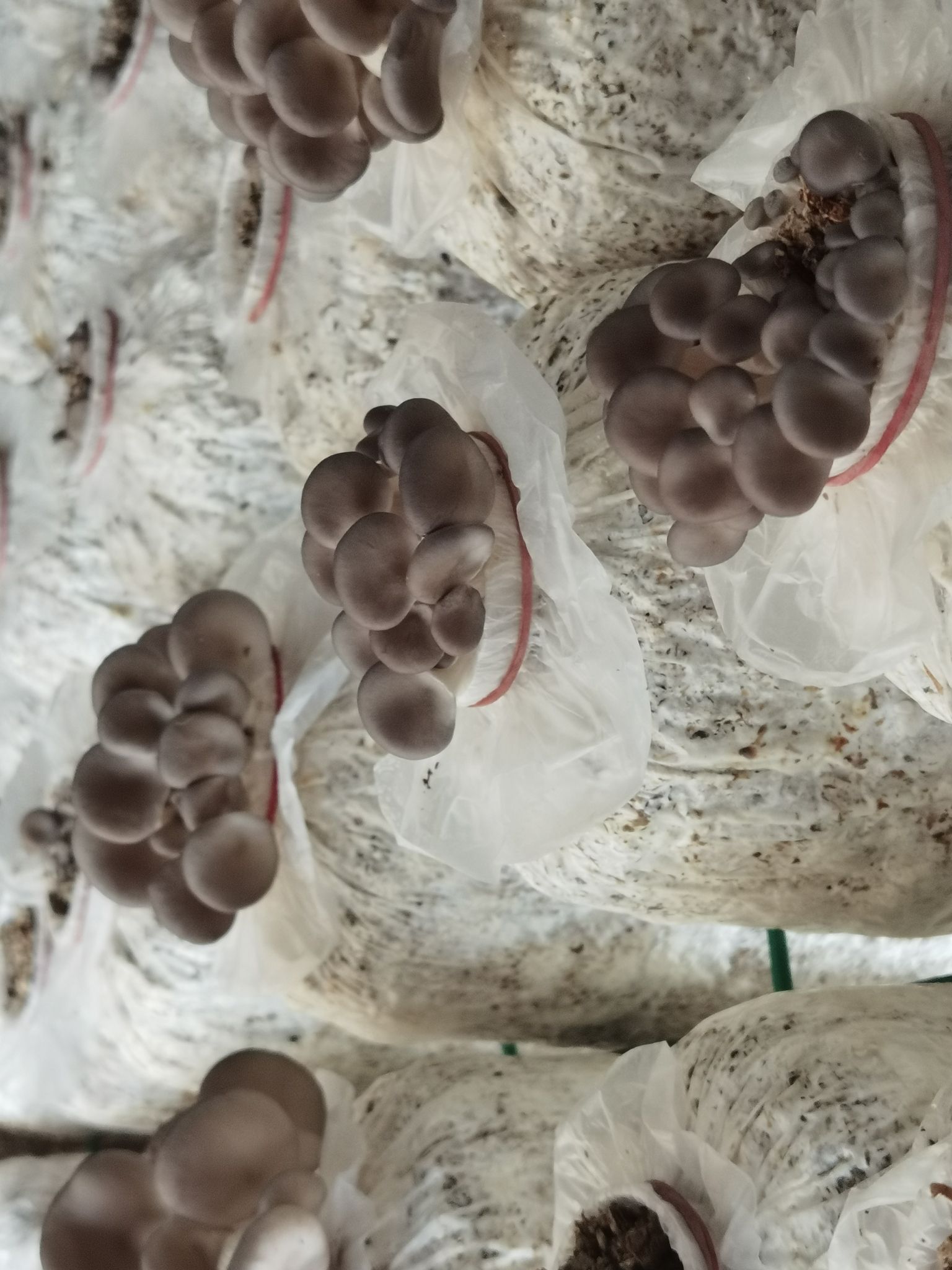 六安市农锦农场