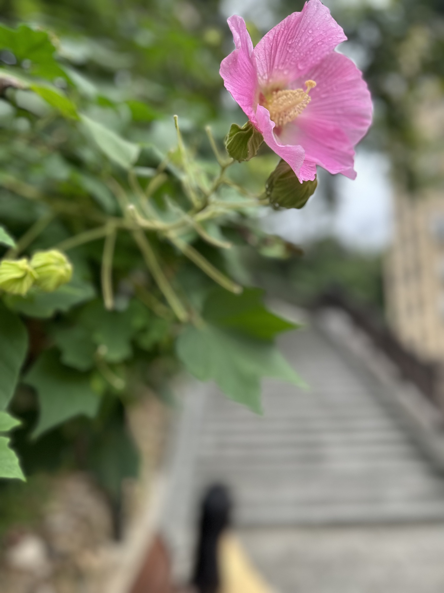 双峰塔旅行图片 3