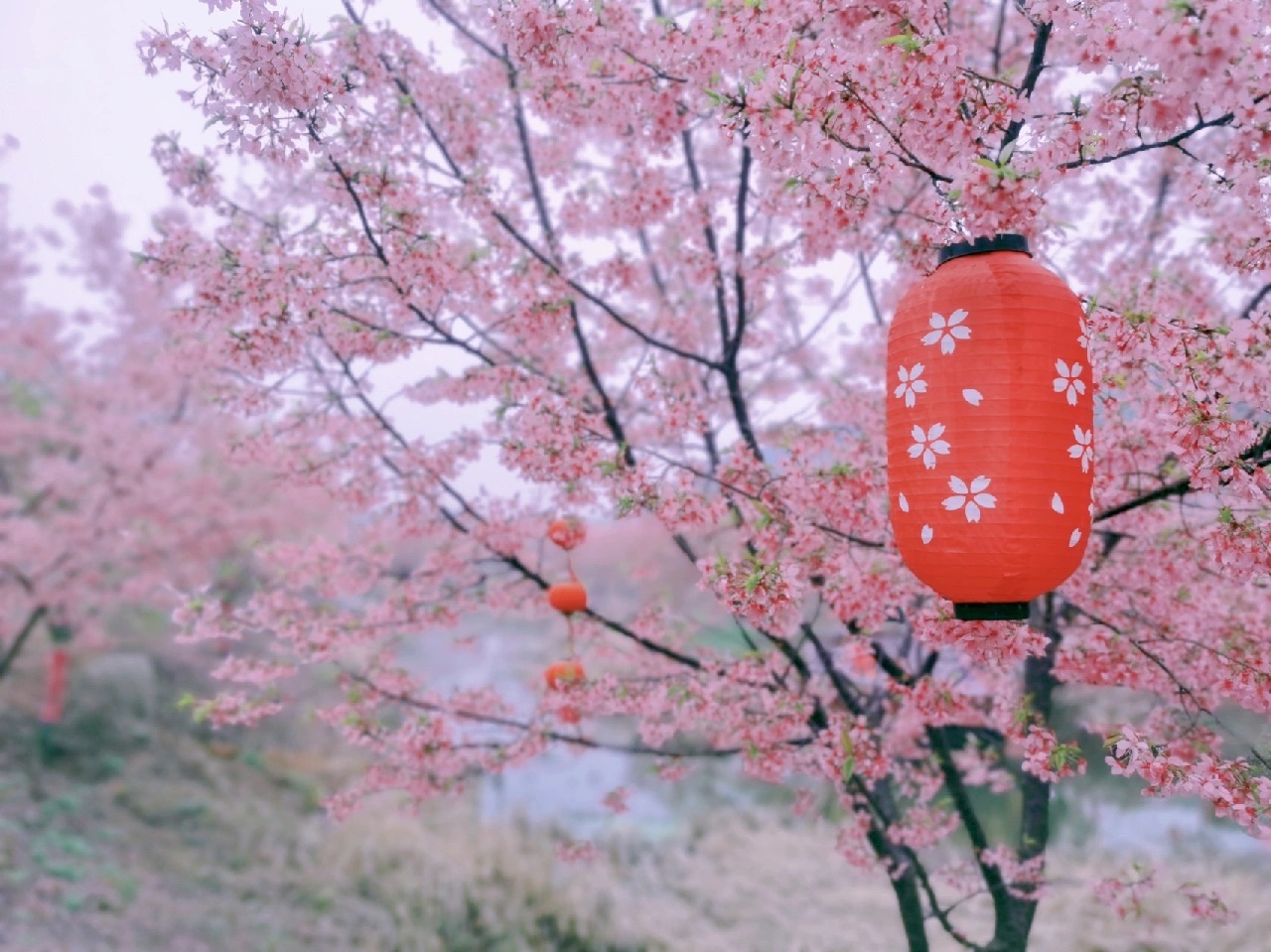 湘潭七彩樱花园旅行图片 3